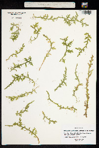 Image of Selaginella heterodonta