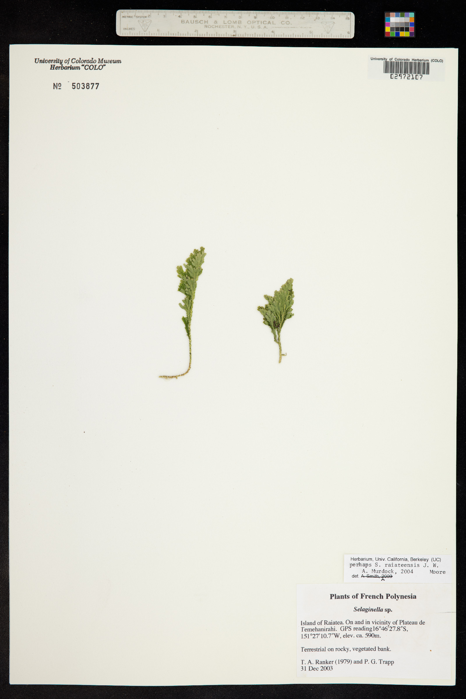 Selaginella raiateensis image