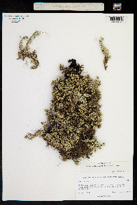Image of Selaginella peruviana