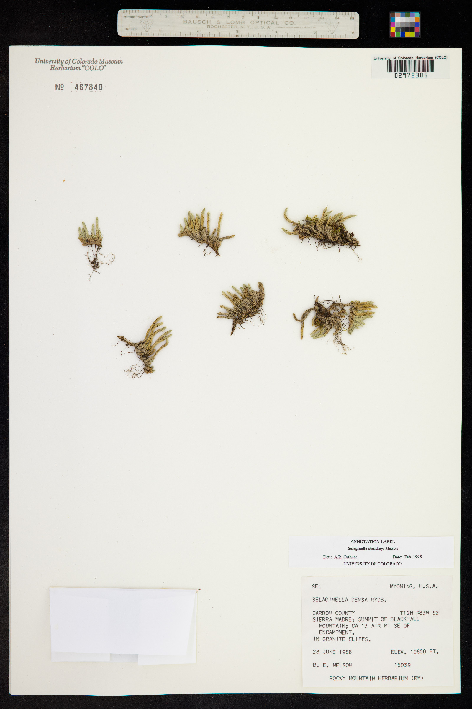 Selaginella standleyi image