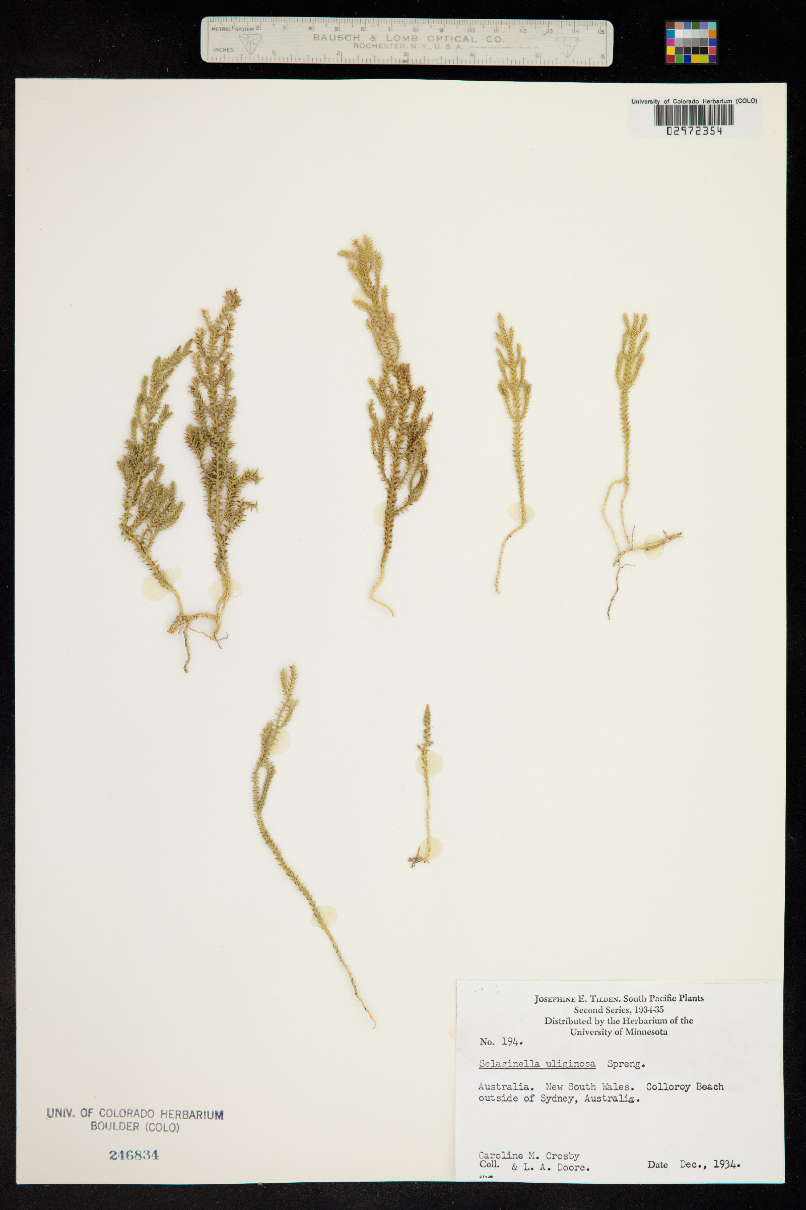 Selaginella uliginosa image