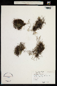 Image of Selaginella viridissima