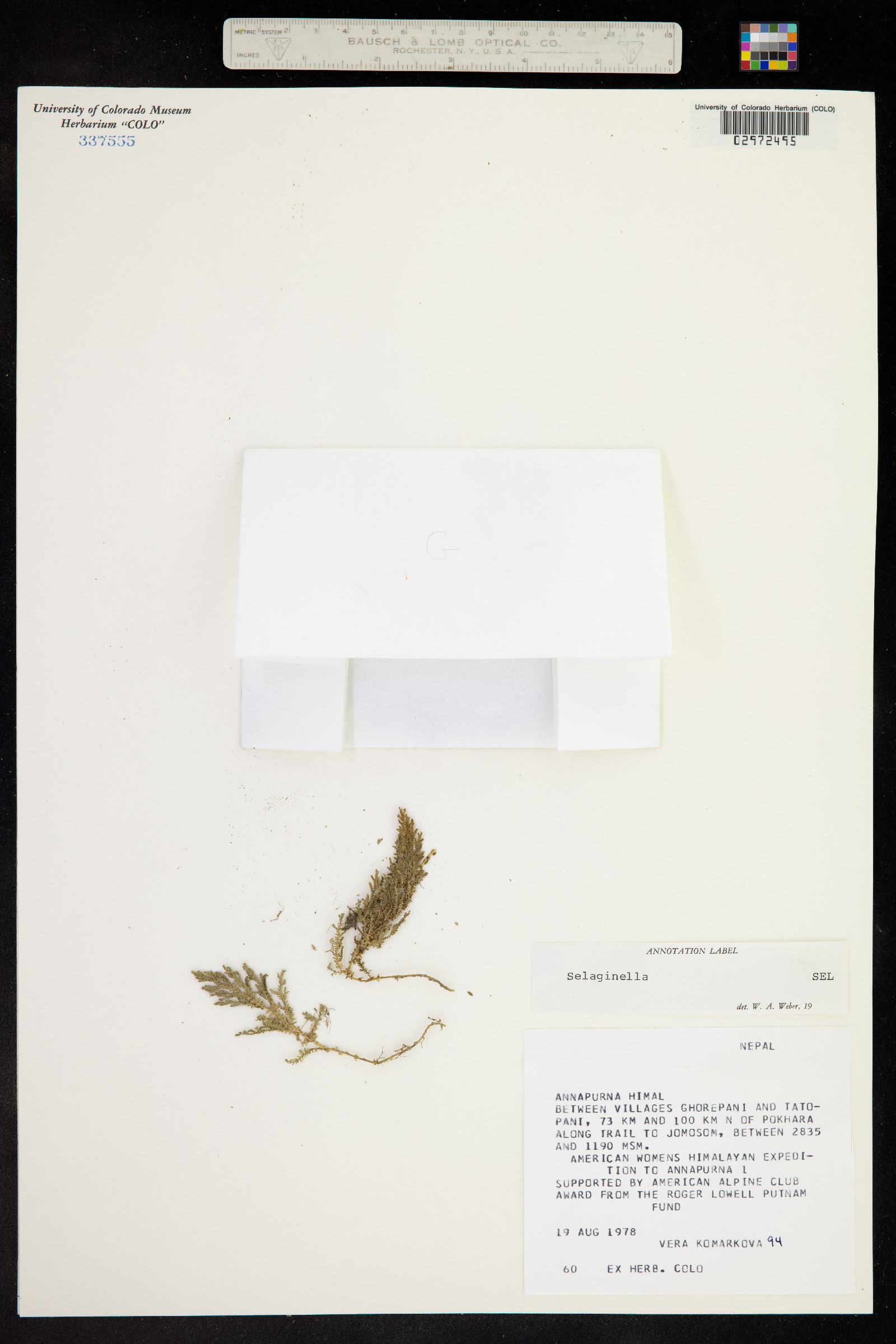 Selaginella image