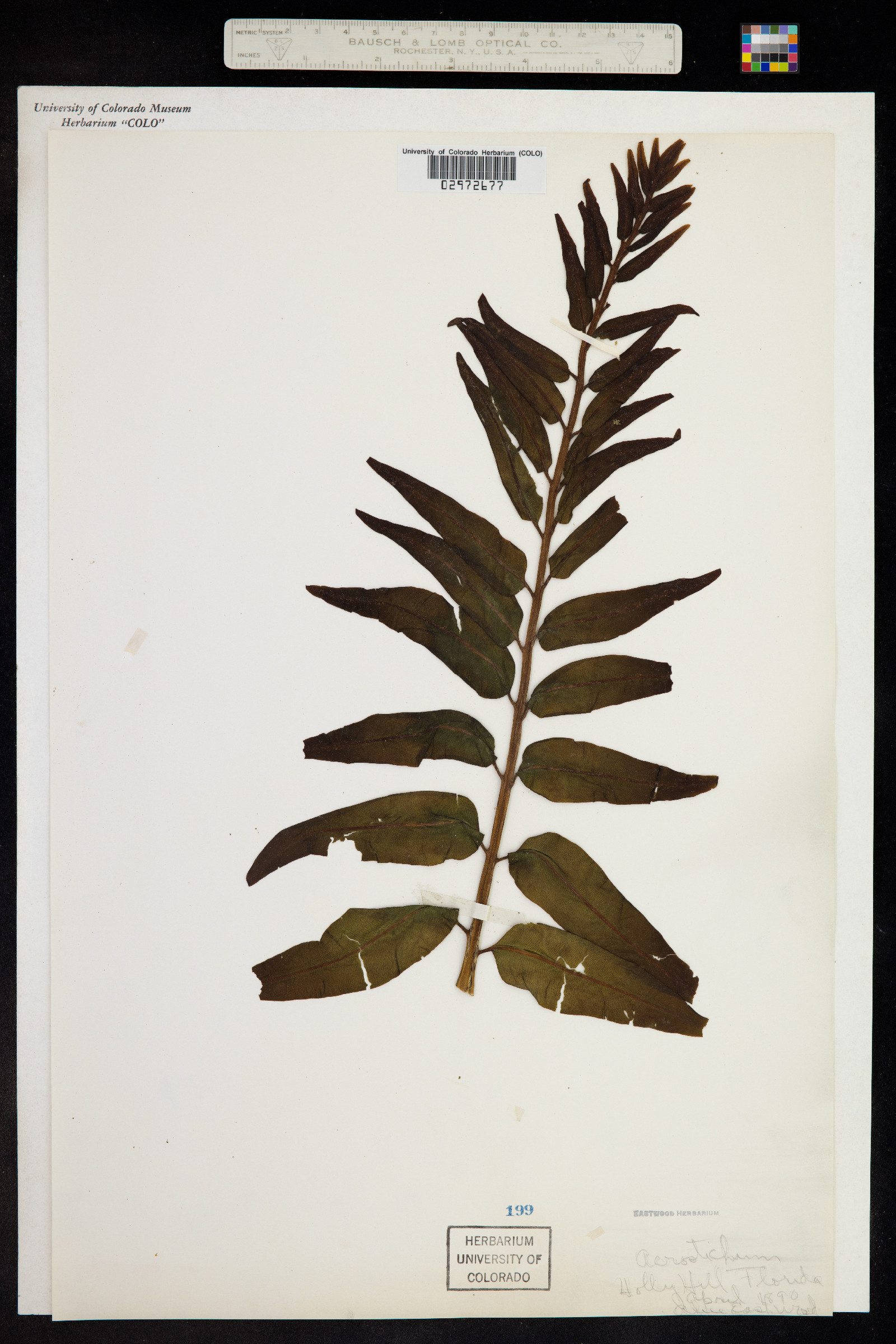 Acrostichum aureum image