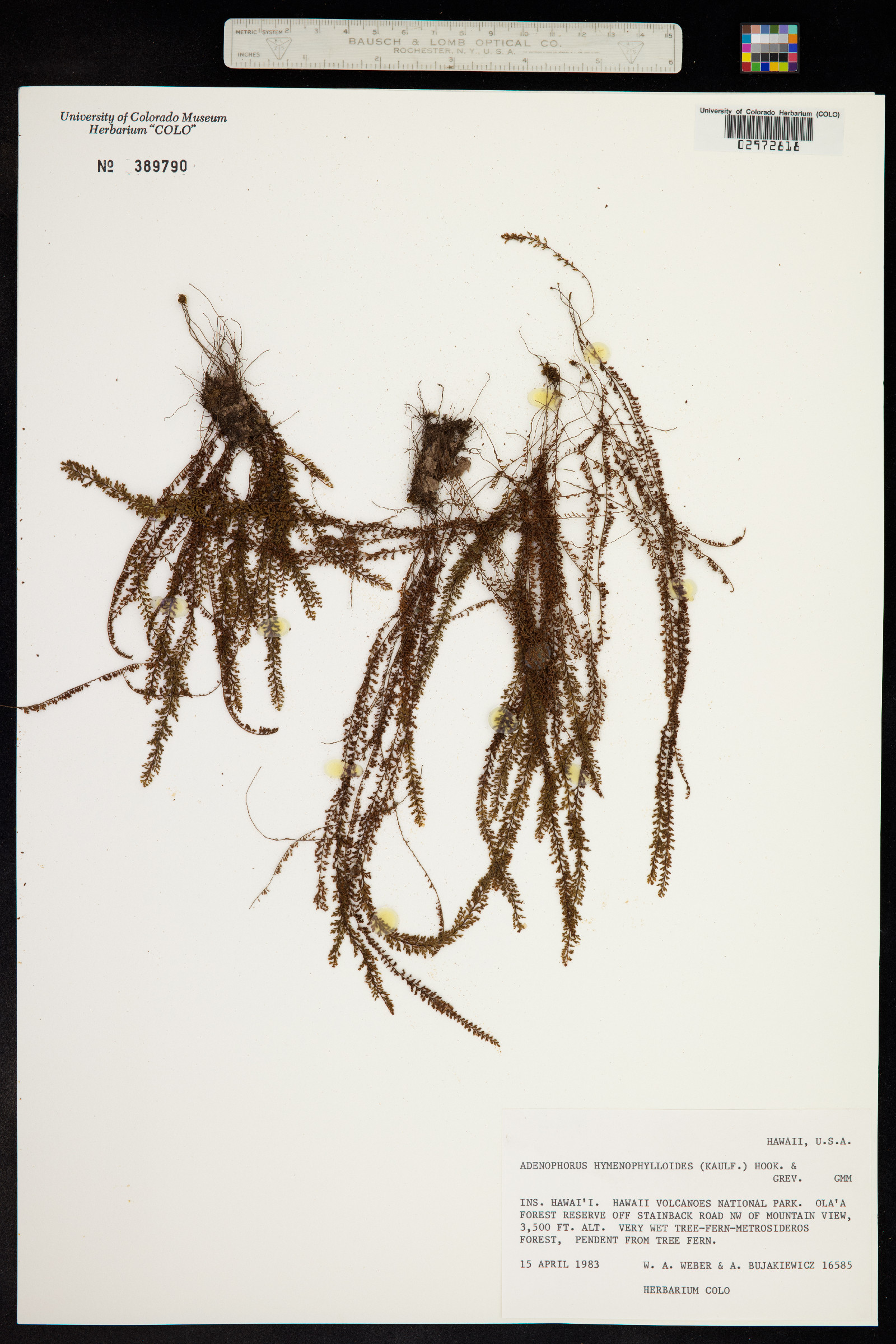 Adenophorus hymenophylloides image