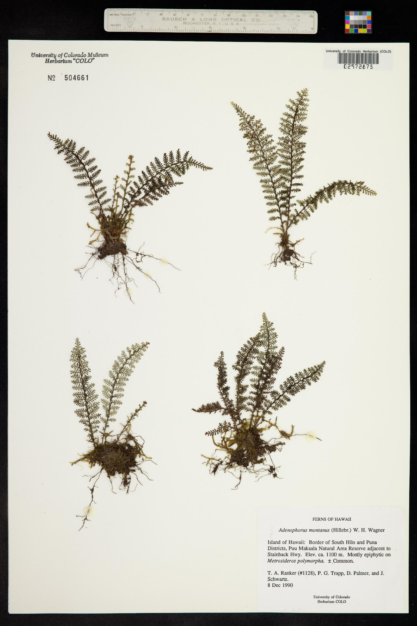 Adenophorus tamariscinus image