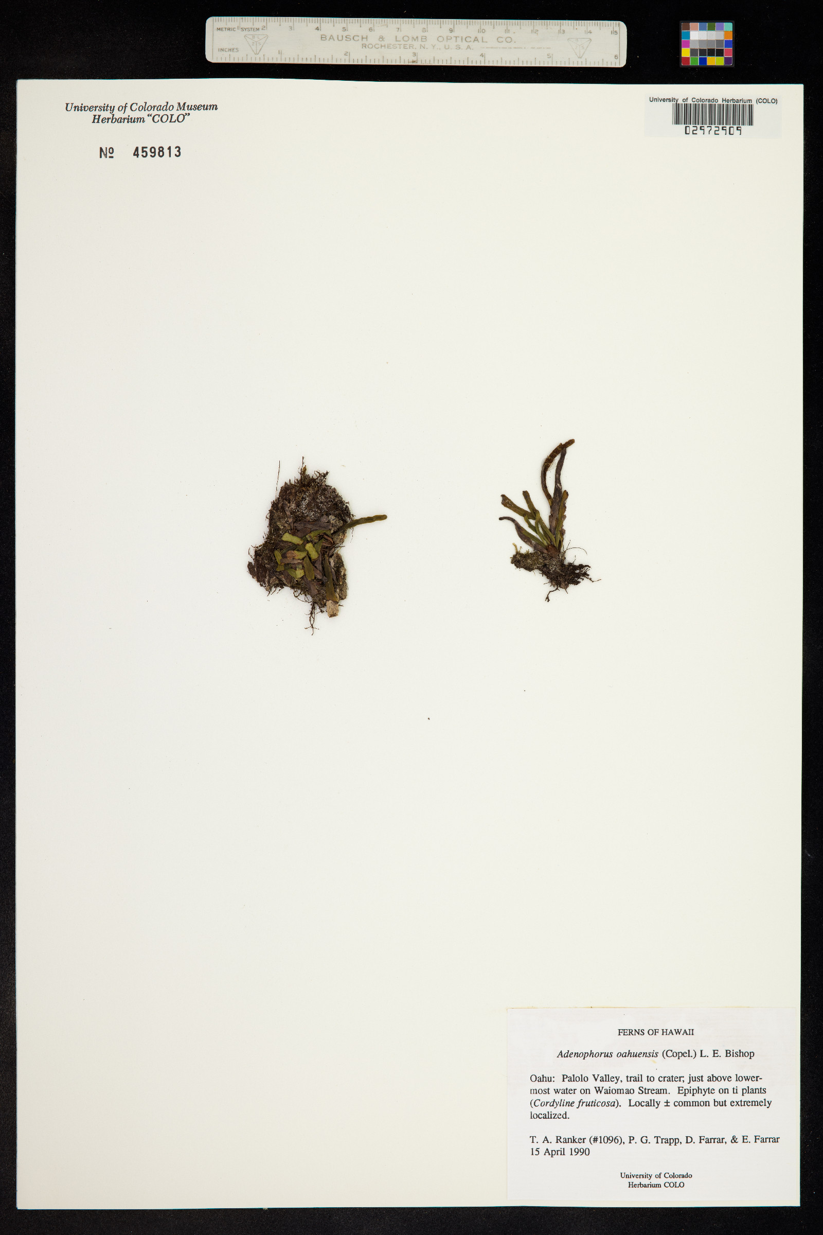 Adenophorus oahuensis image