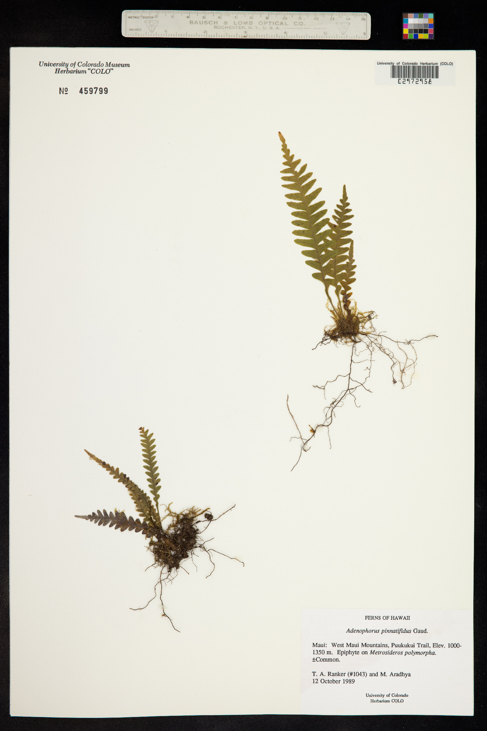 Adenophorus pinnatifidus image