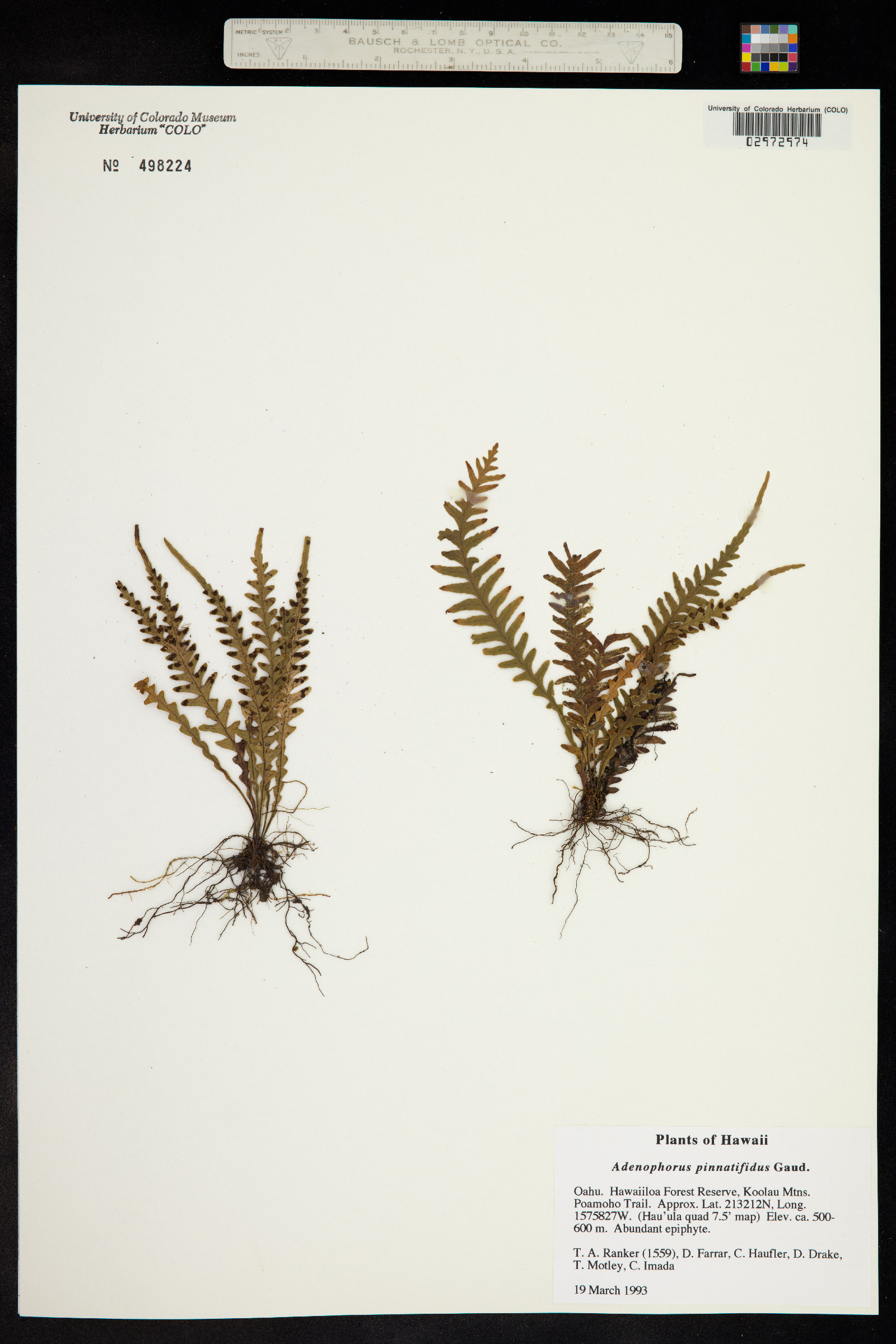 Adenophorus pinnatifidus image