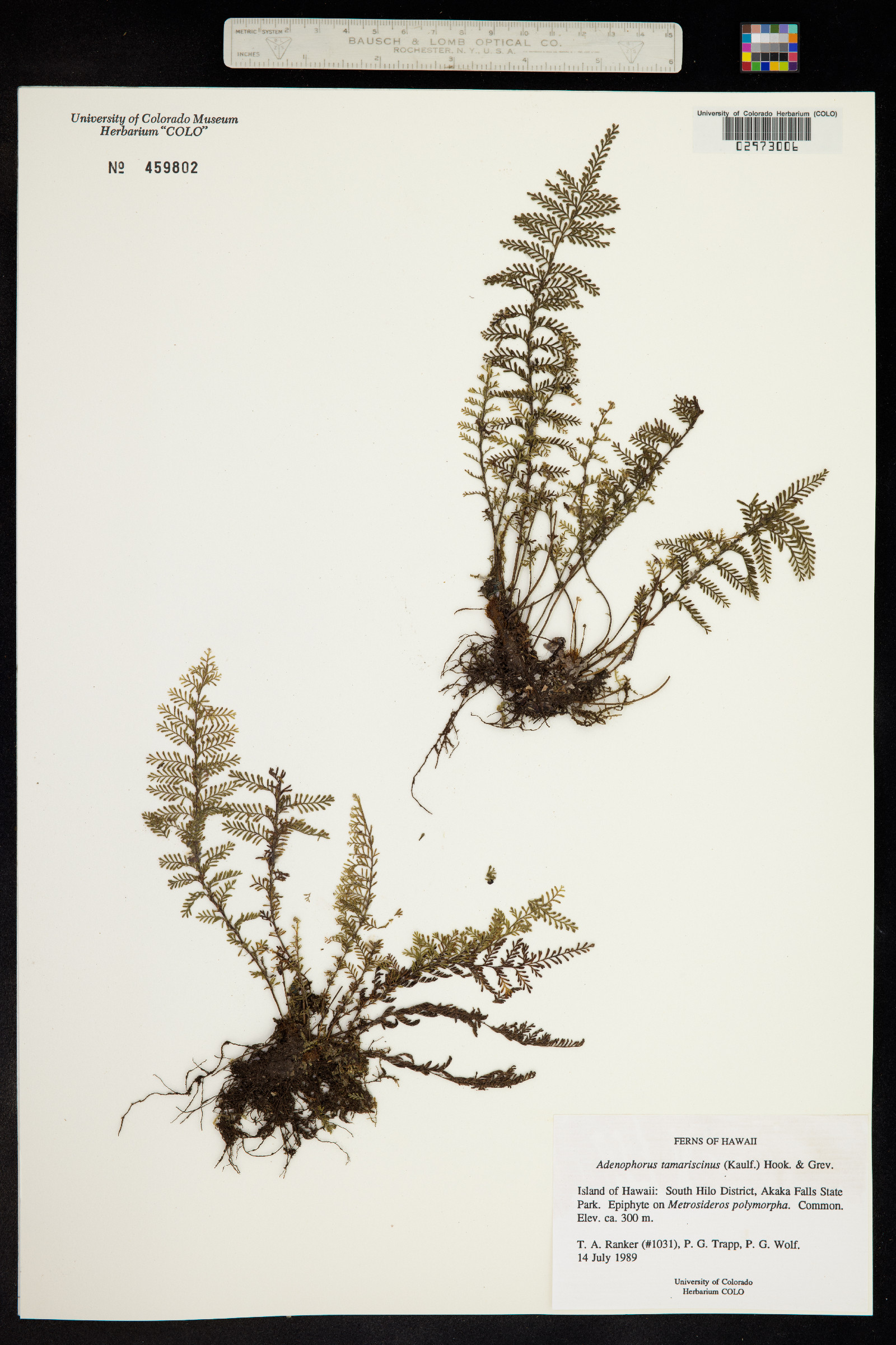 Adenophorus tamariscinus image