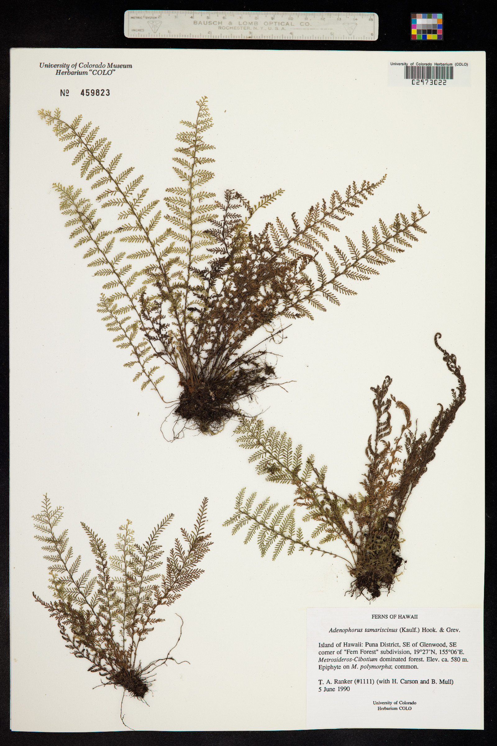Adenophorus tamariscinus image