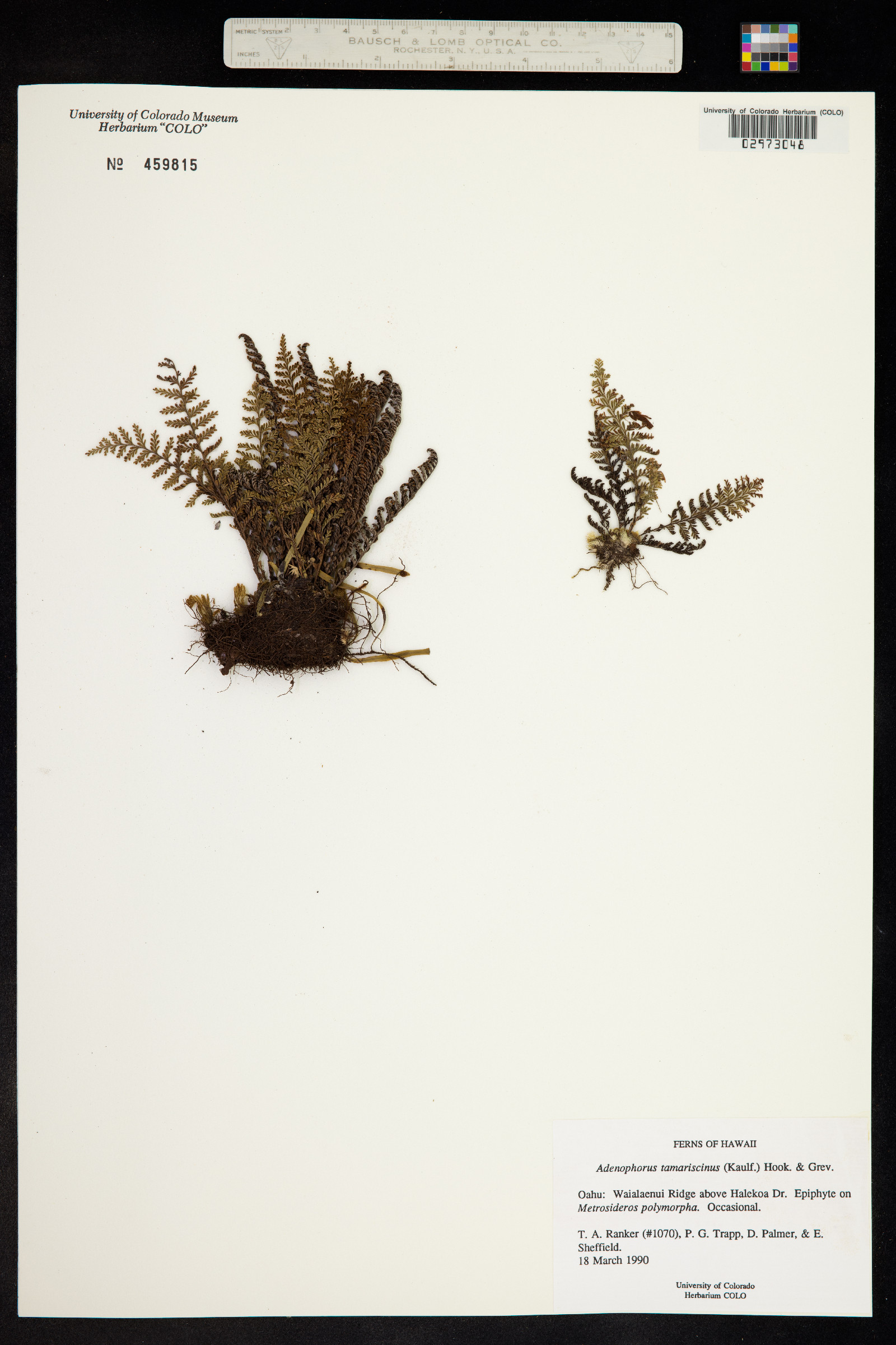 Adenophorus tamariscinus image