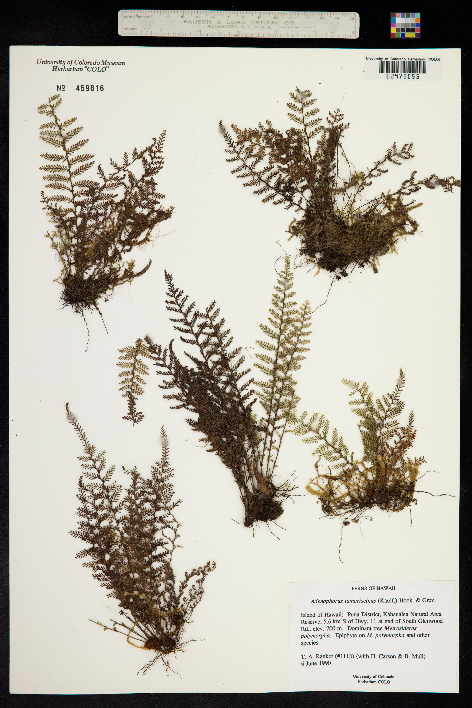 Adenophorus tamariscinus image