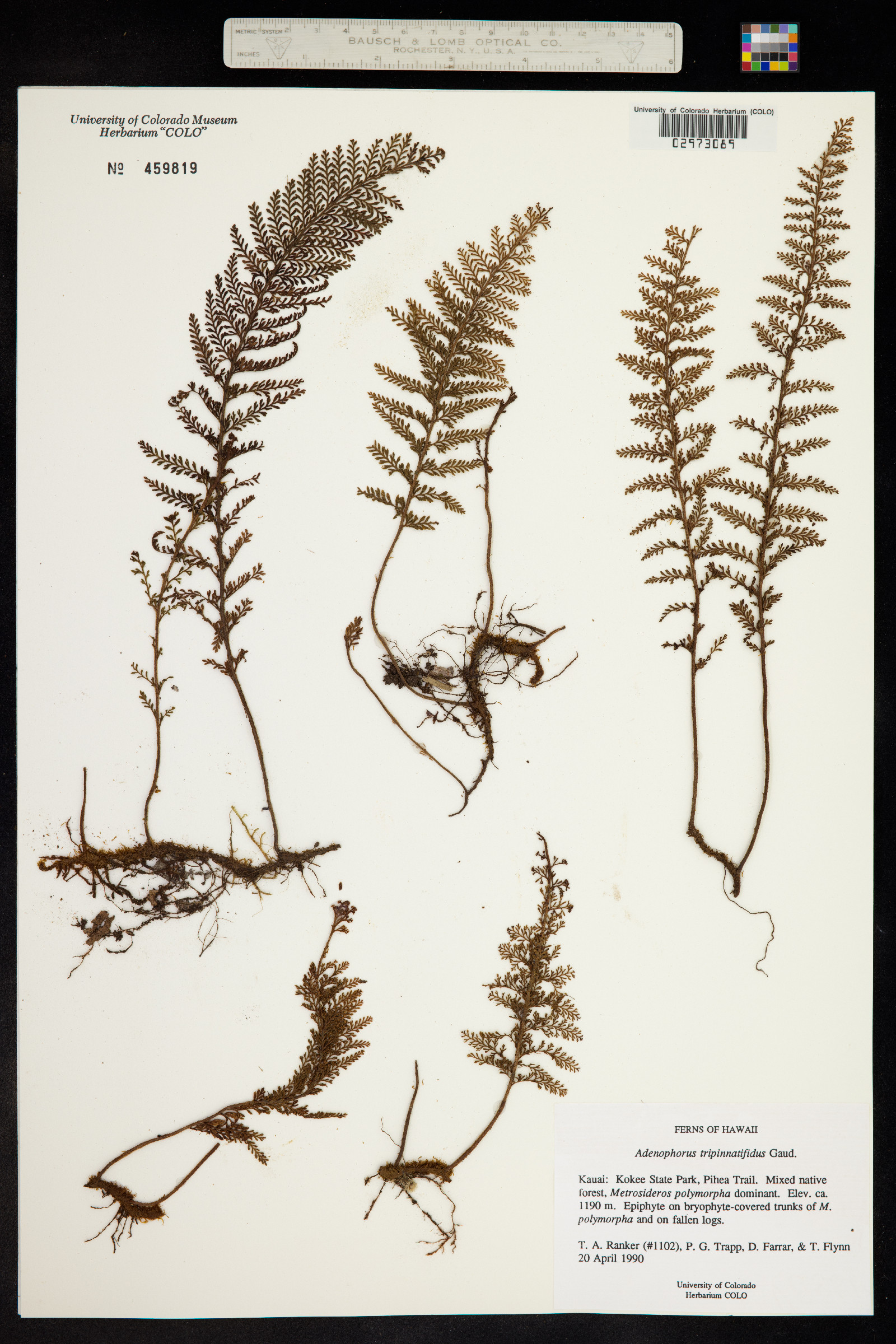 Adenophorus tripinnatifidus image