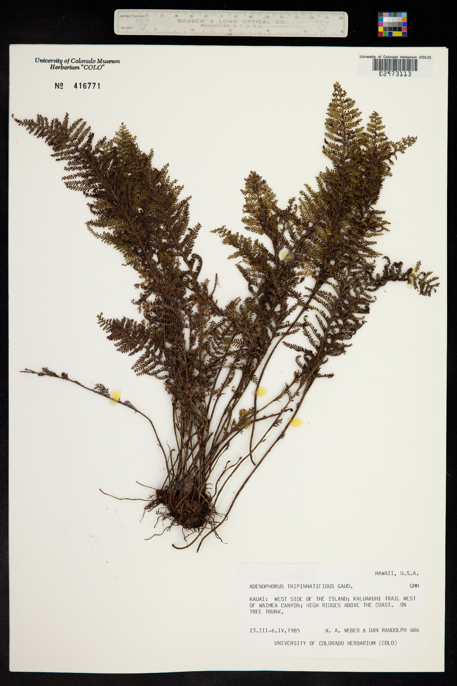 Adenophorus tripinnatifidus image