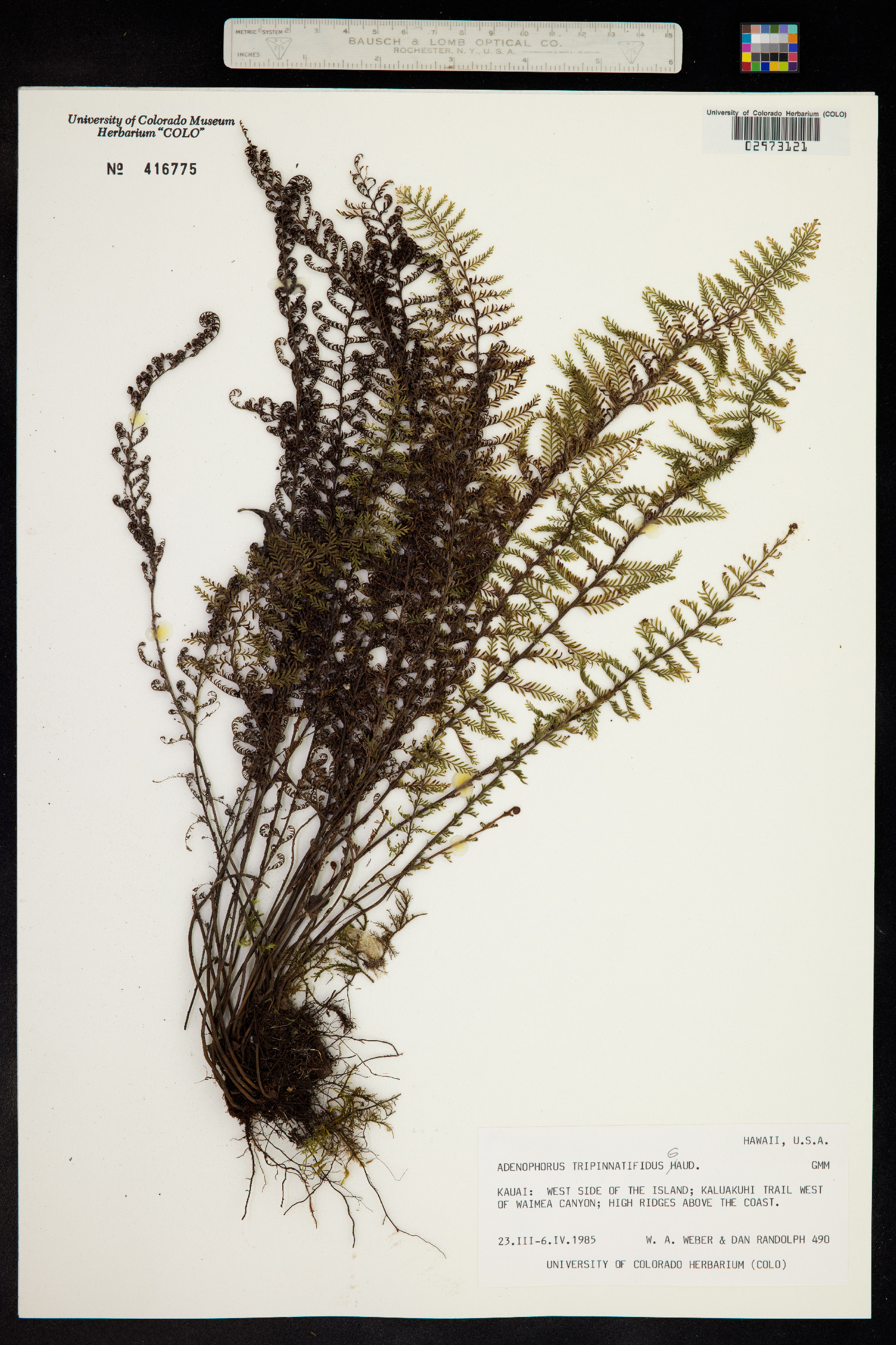 Adenophorus tripinnatifidus image