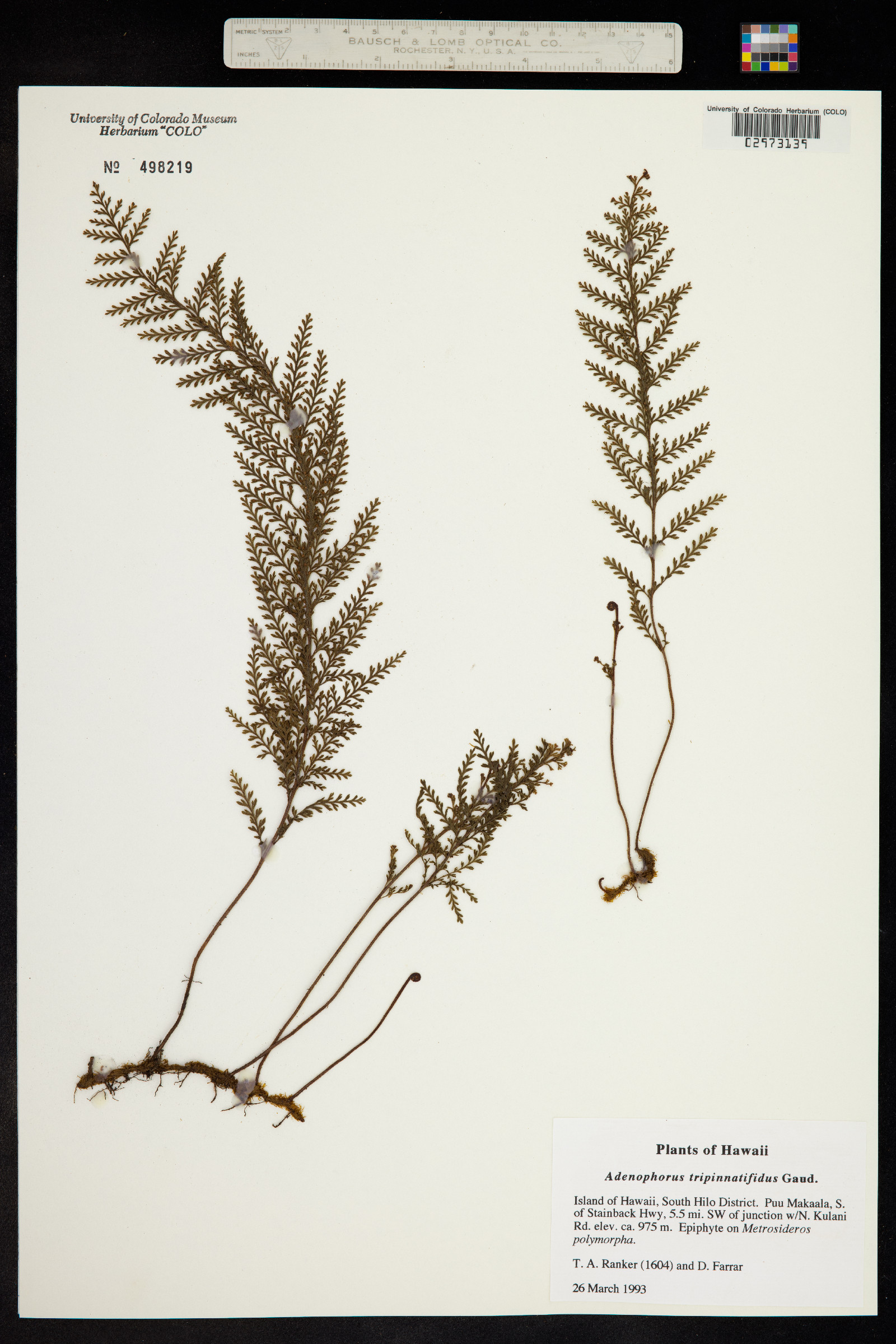 Adenophorus image