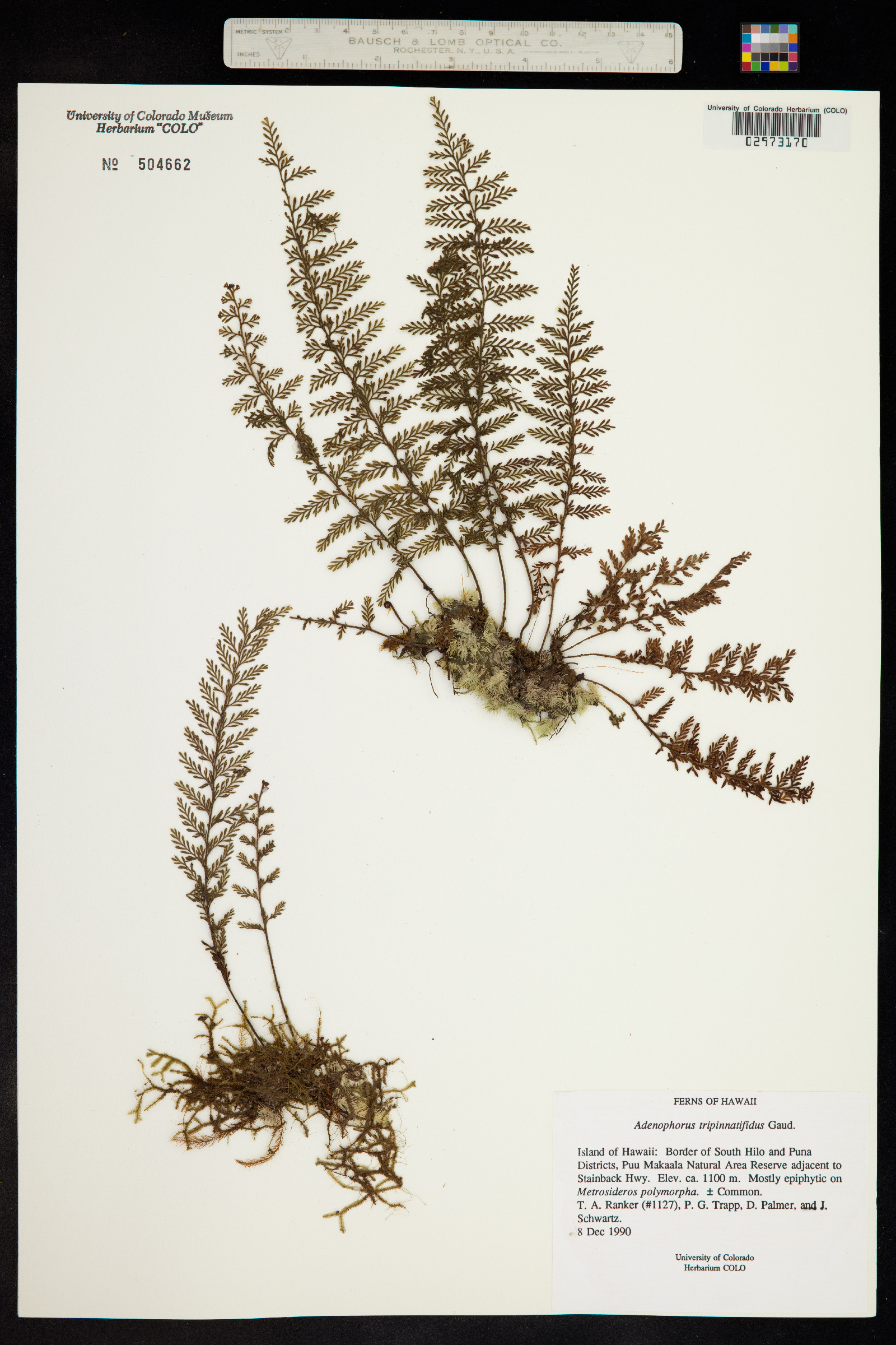 Adenophorus tripinnatifidus image