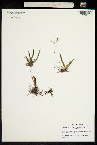 Image of Polypodium haalilioanum