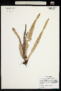 Image of Adenophorus periens