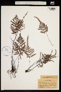 Image of Adiantopsis paupercula