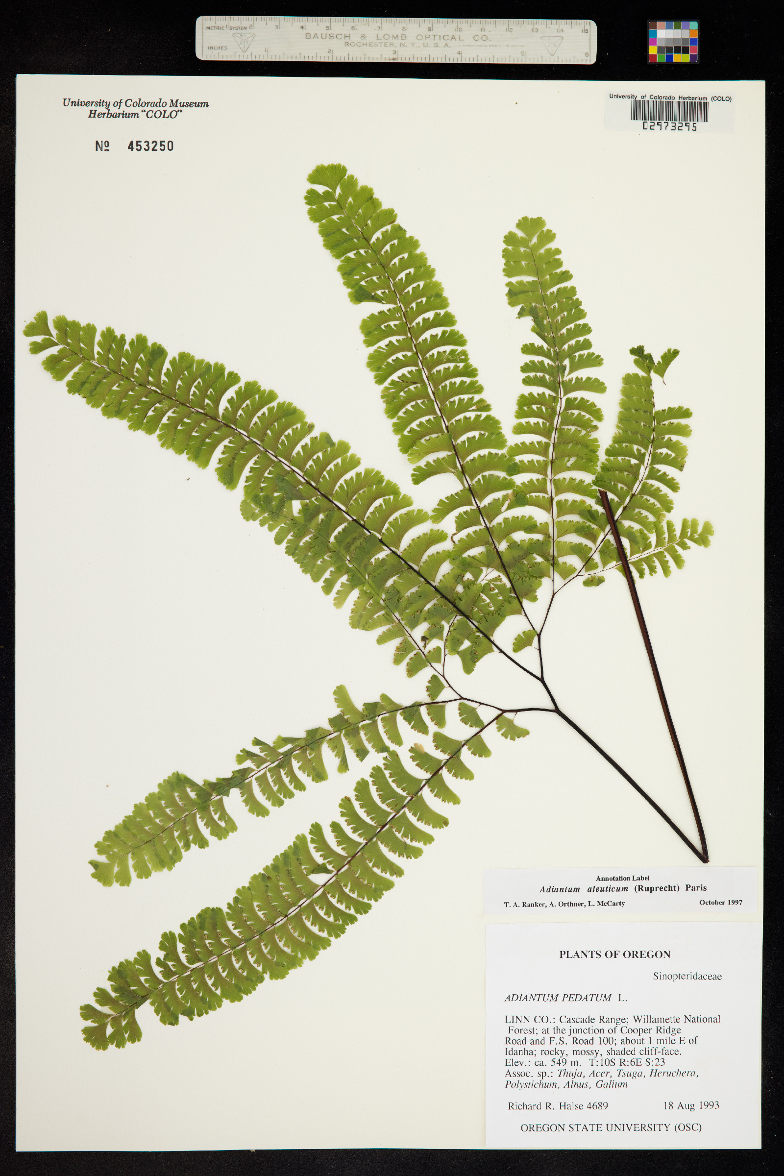 Adiantum aleuticum image