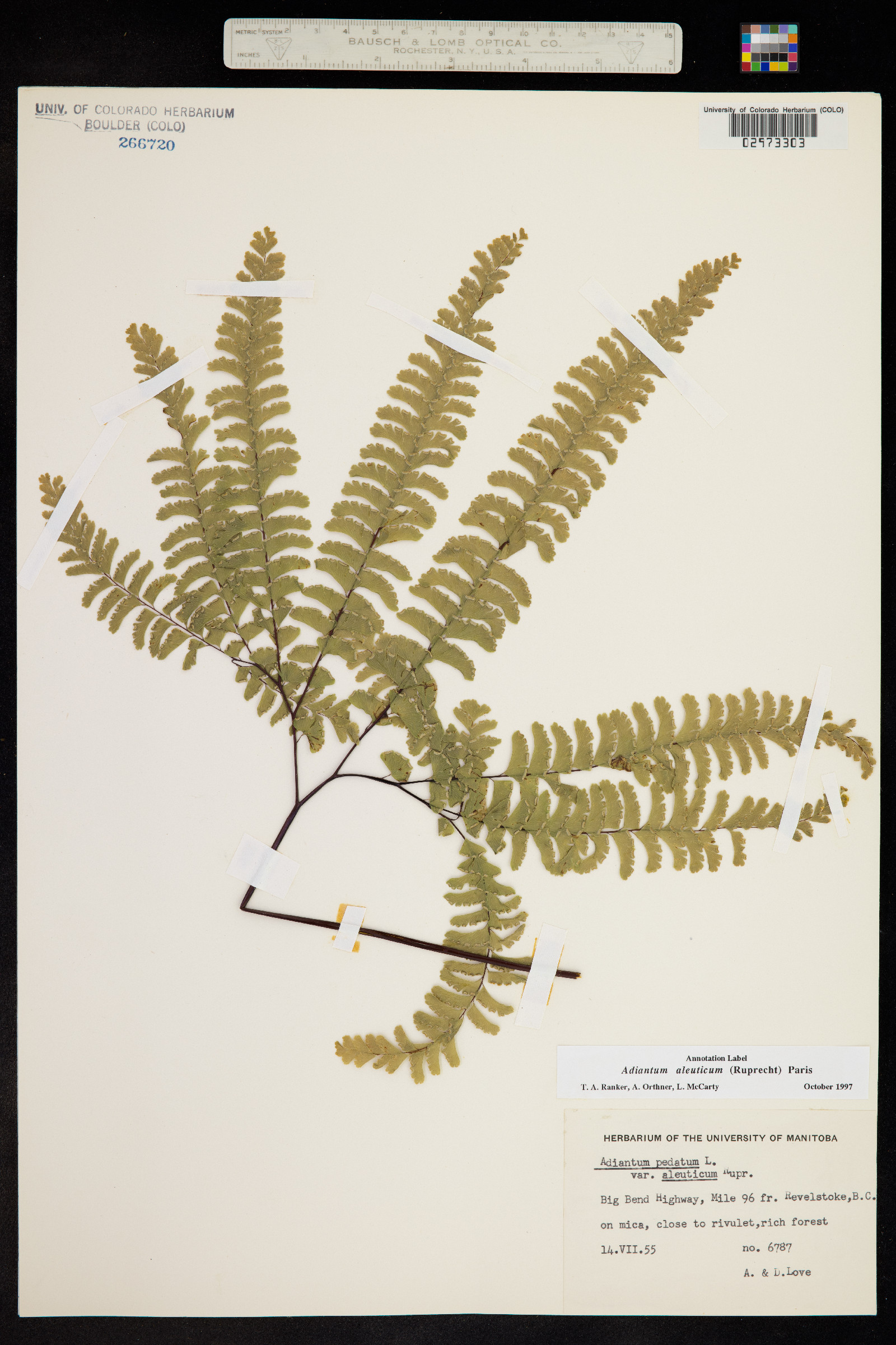 Adiantum aleuticum image