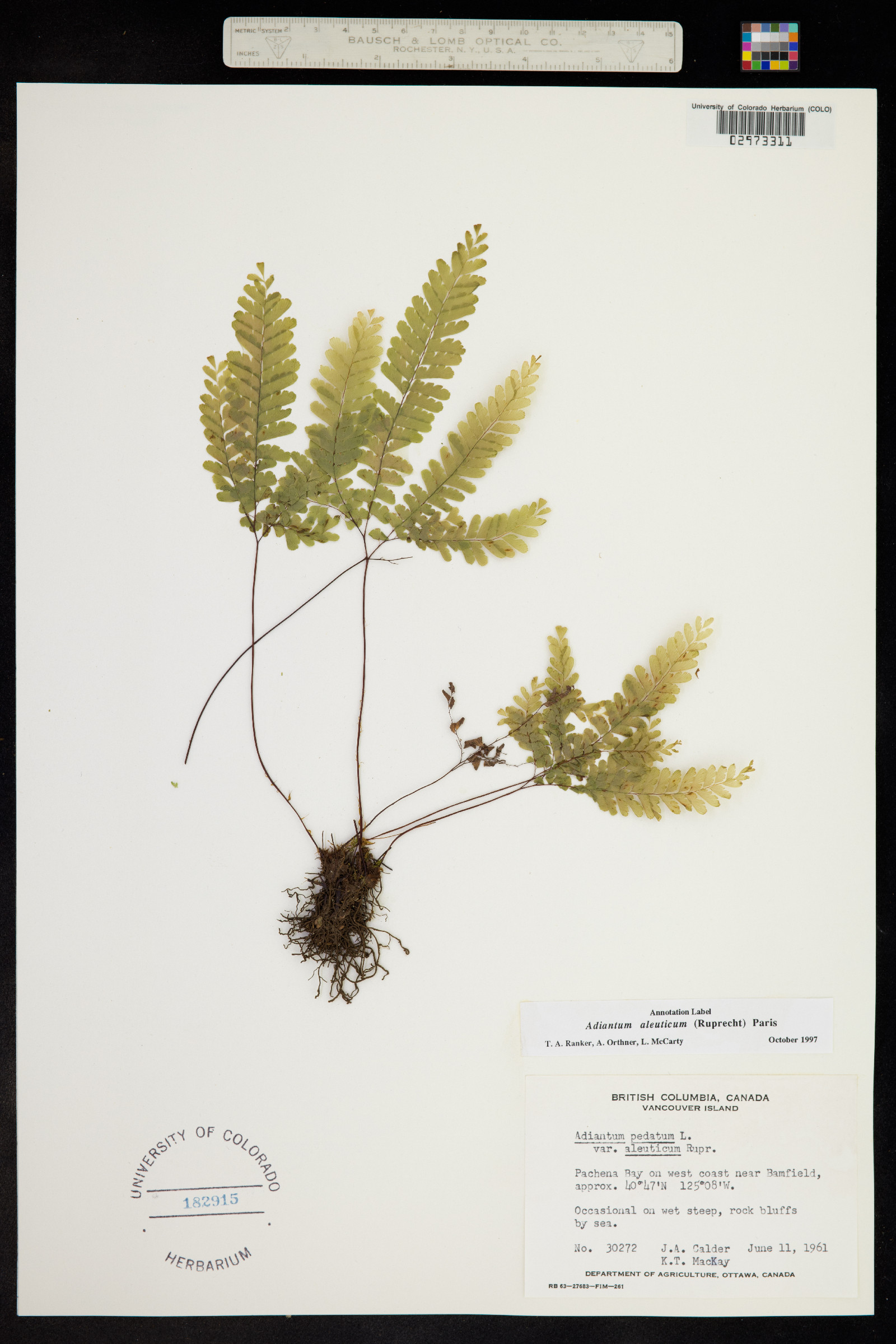 Adiantum aleuticum image