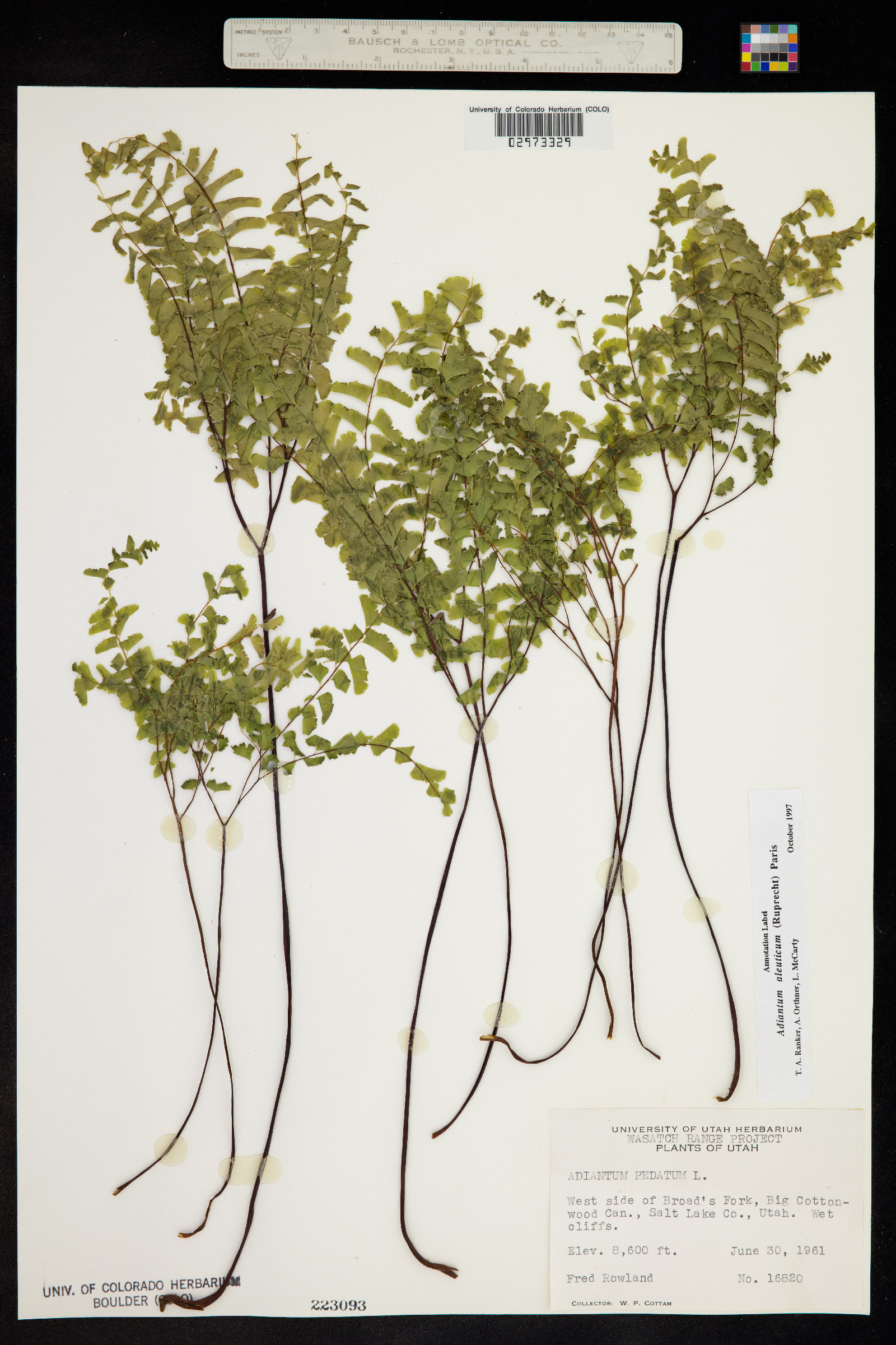 Adiantum image