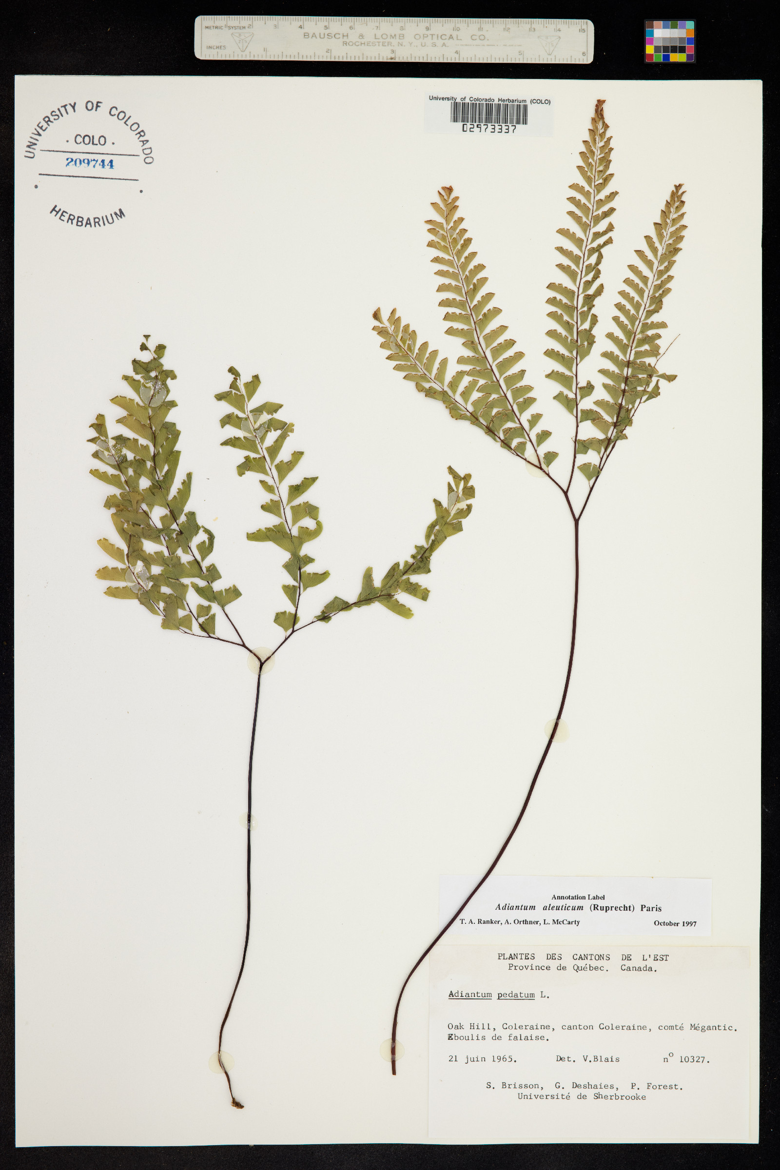 Adiantum aleuticum image