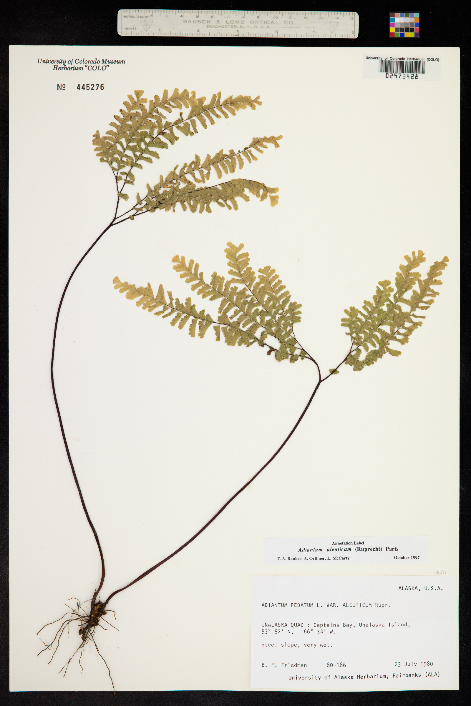 Adiantum aleuticum image