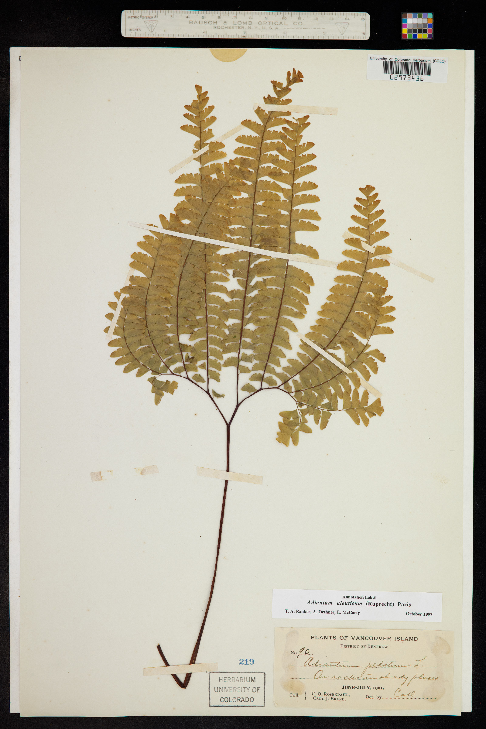 Adiantum aleuticum image