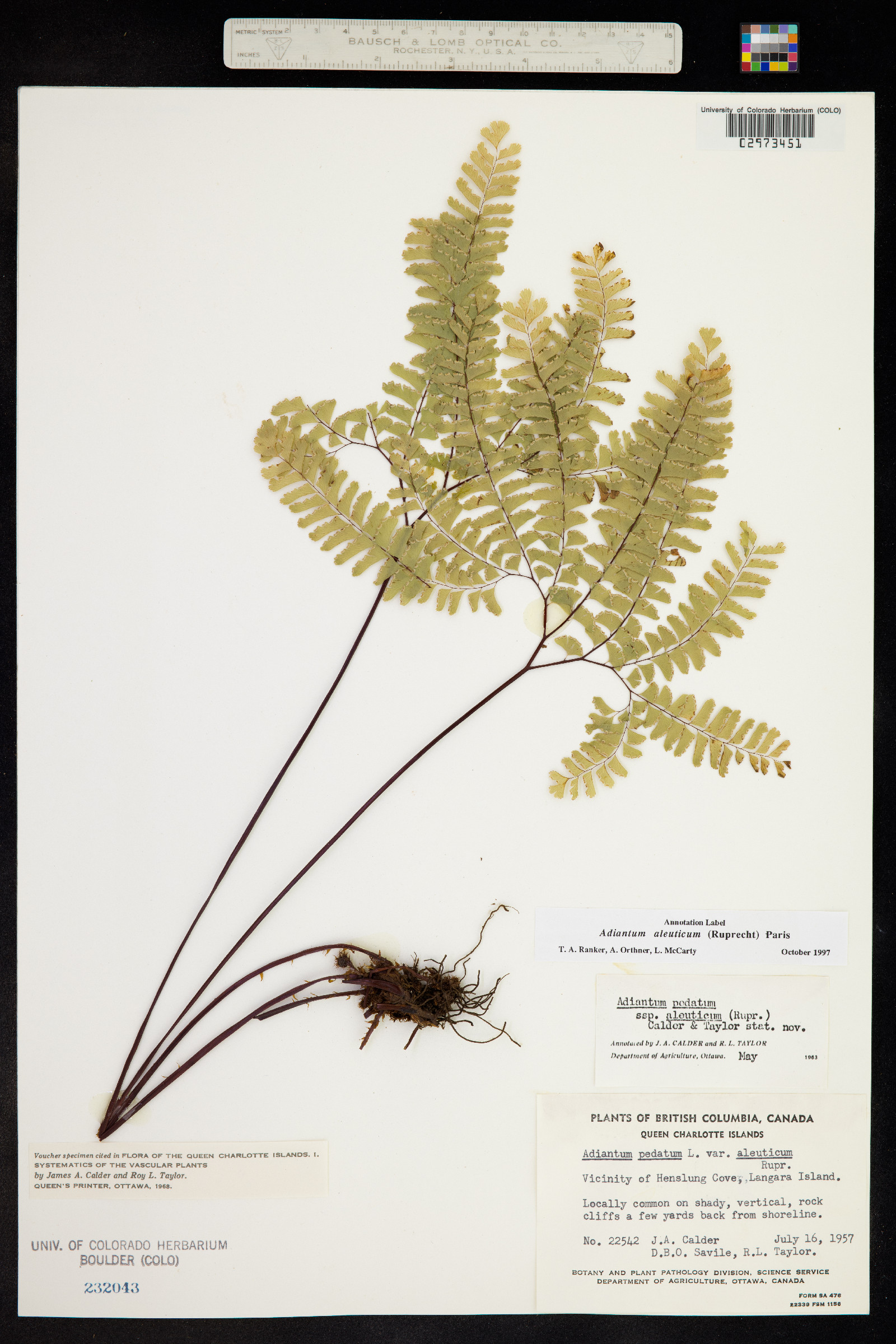 Adiantum aleuticum image