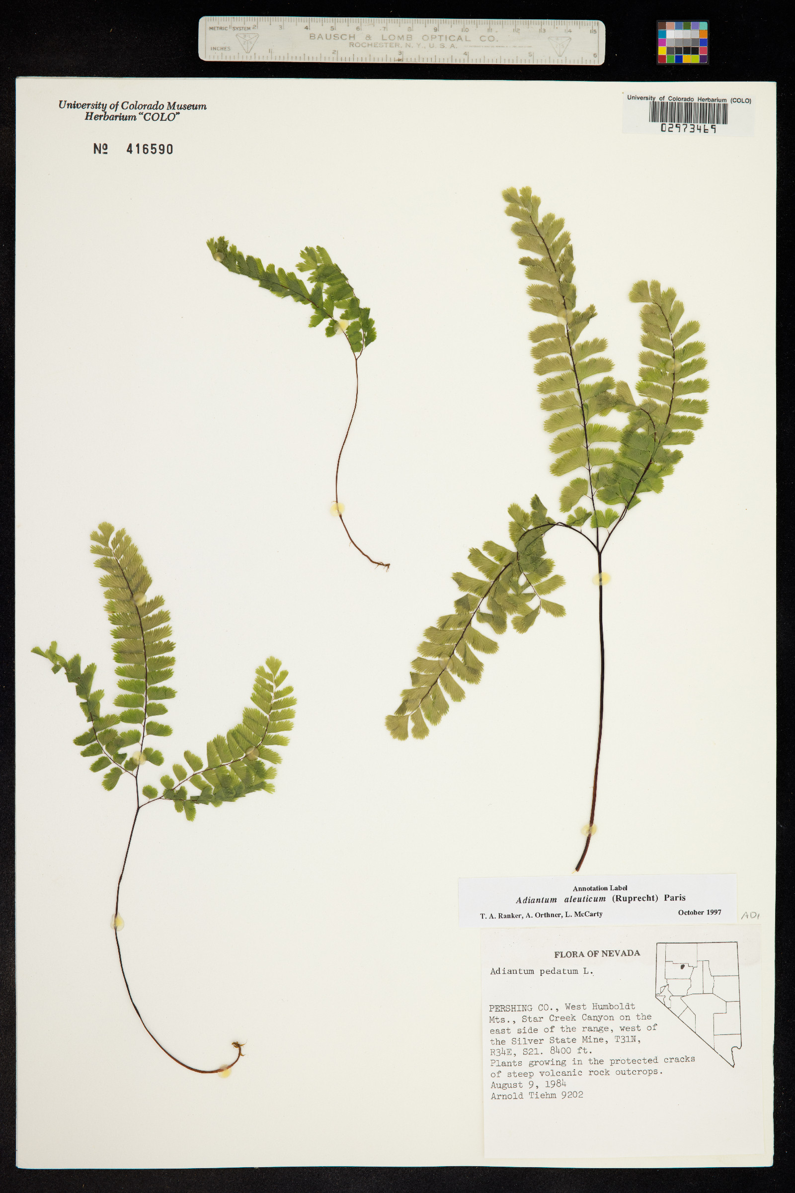 Adiantum aleuticum image