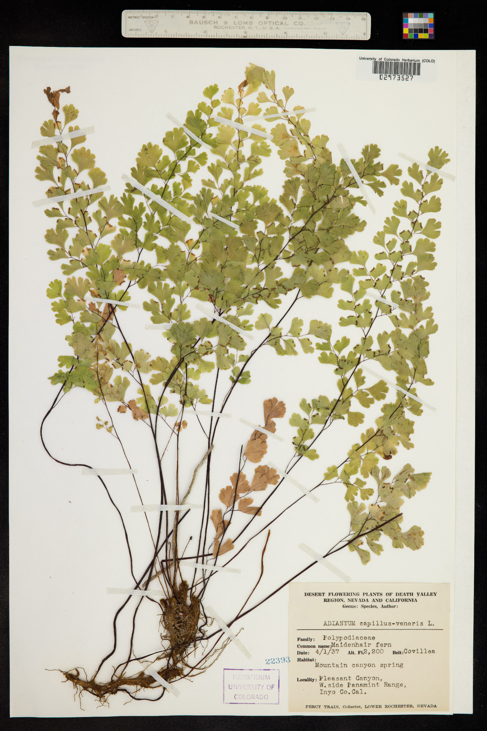 Adiantum capillus-veneris image