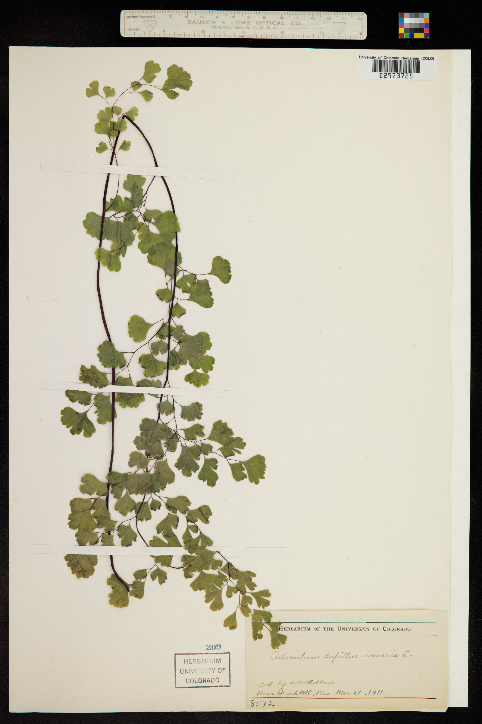 Adiantum capillus-veneris image