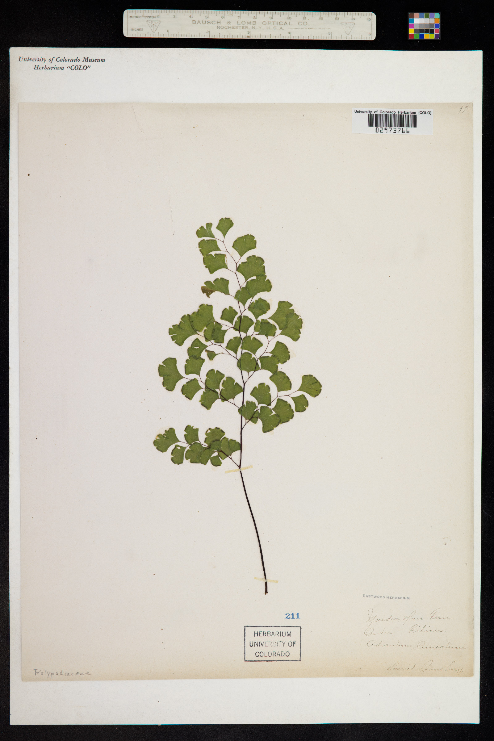 Adiantum raddianum image