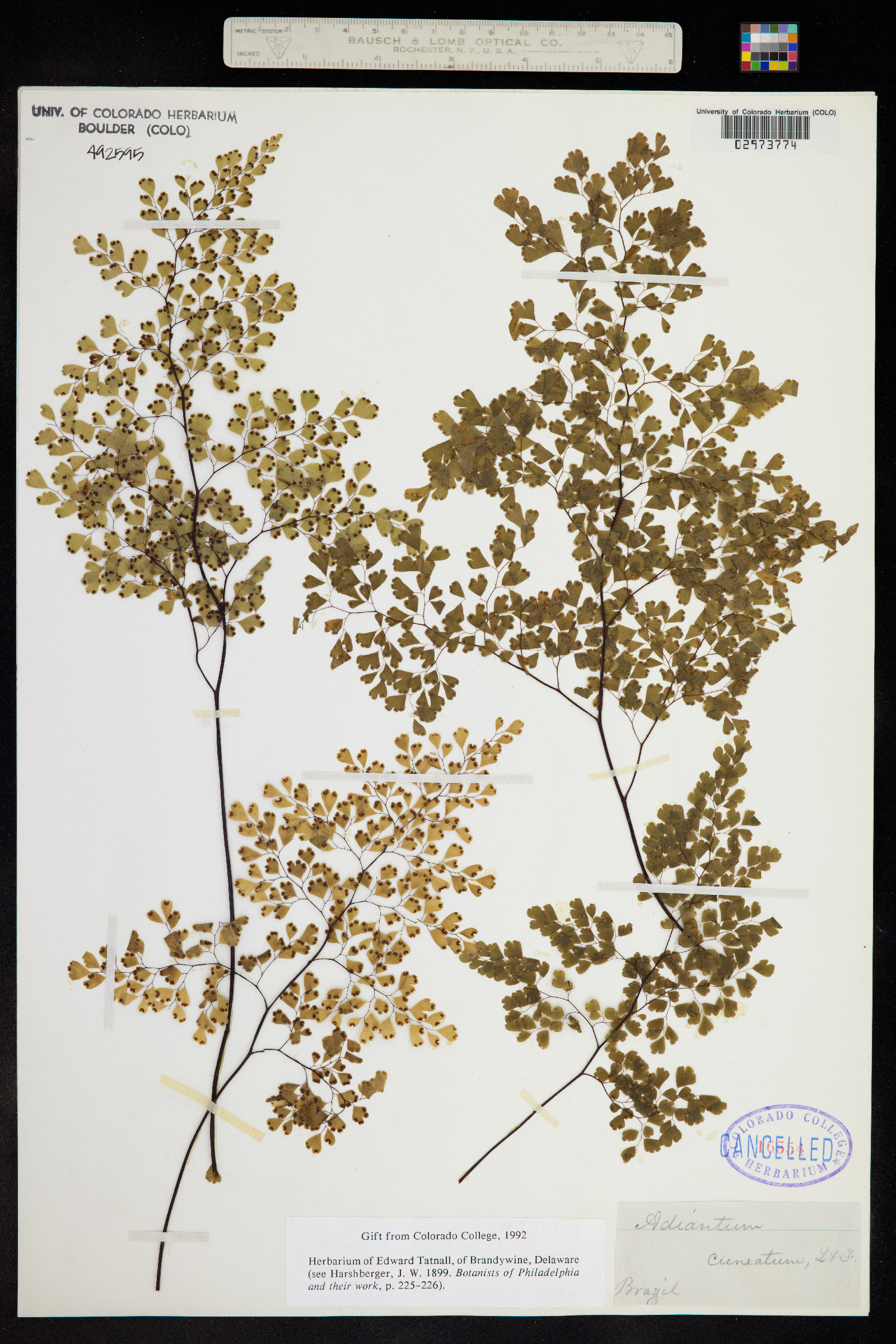 Adiantum raddianum image