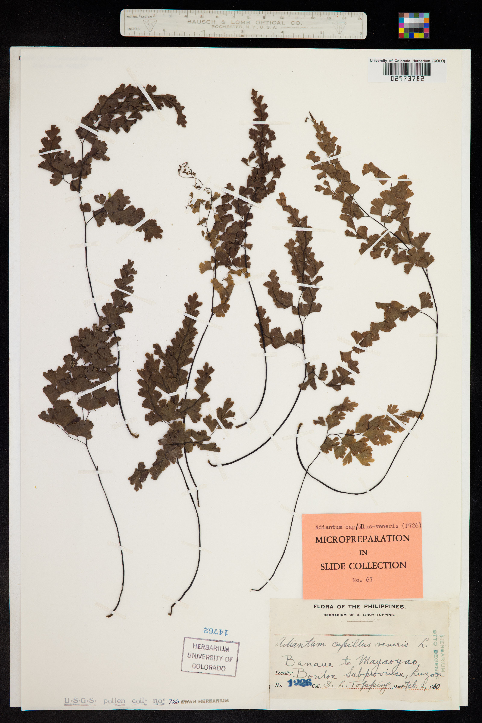 Adiantum capillus-veneris image