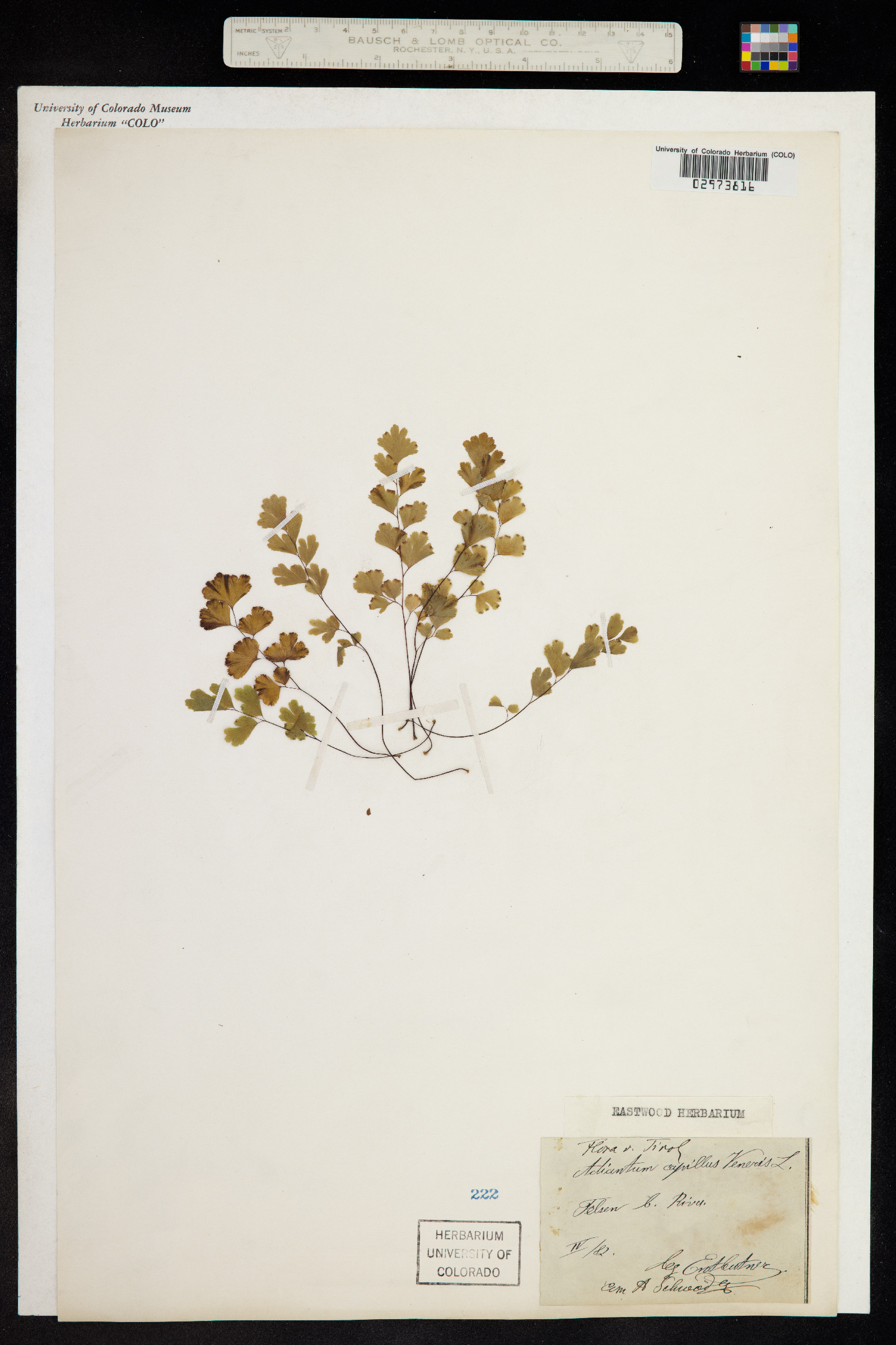 Adiantum capillus-veneris image