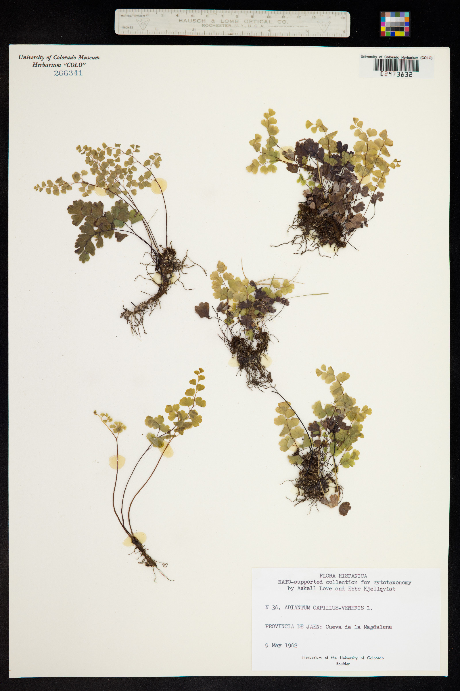 Adiantum capillus-veneris image