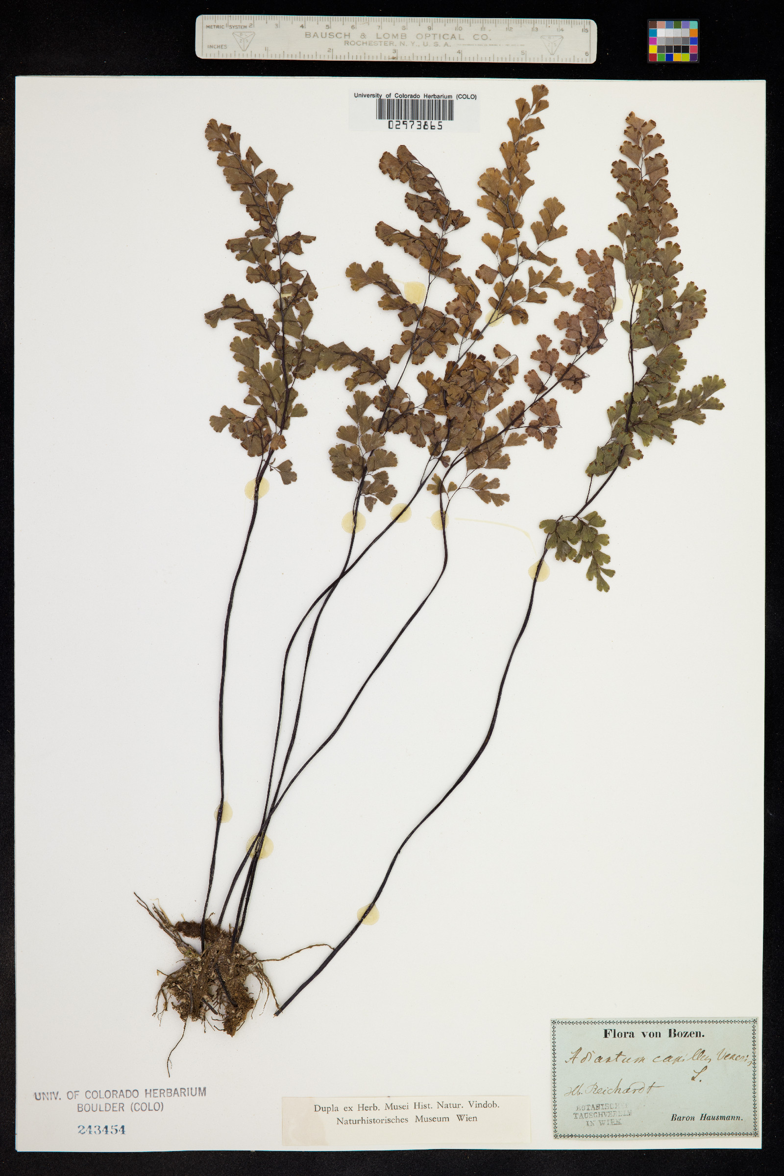Adiantum capillus-veneris image