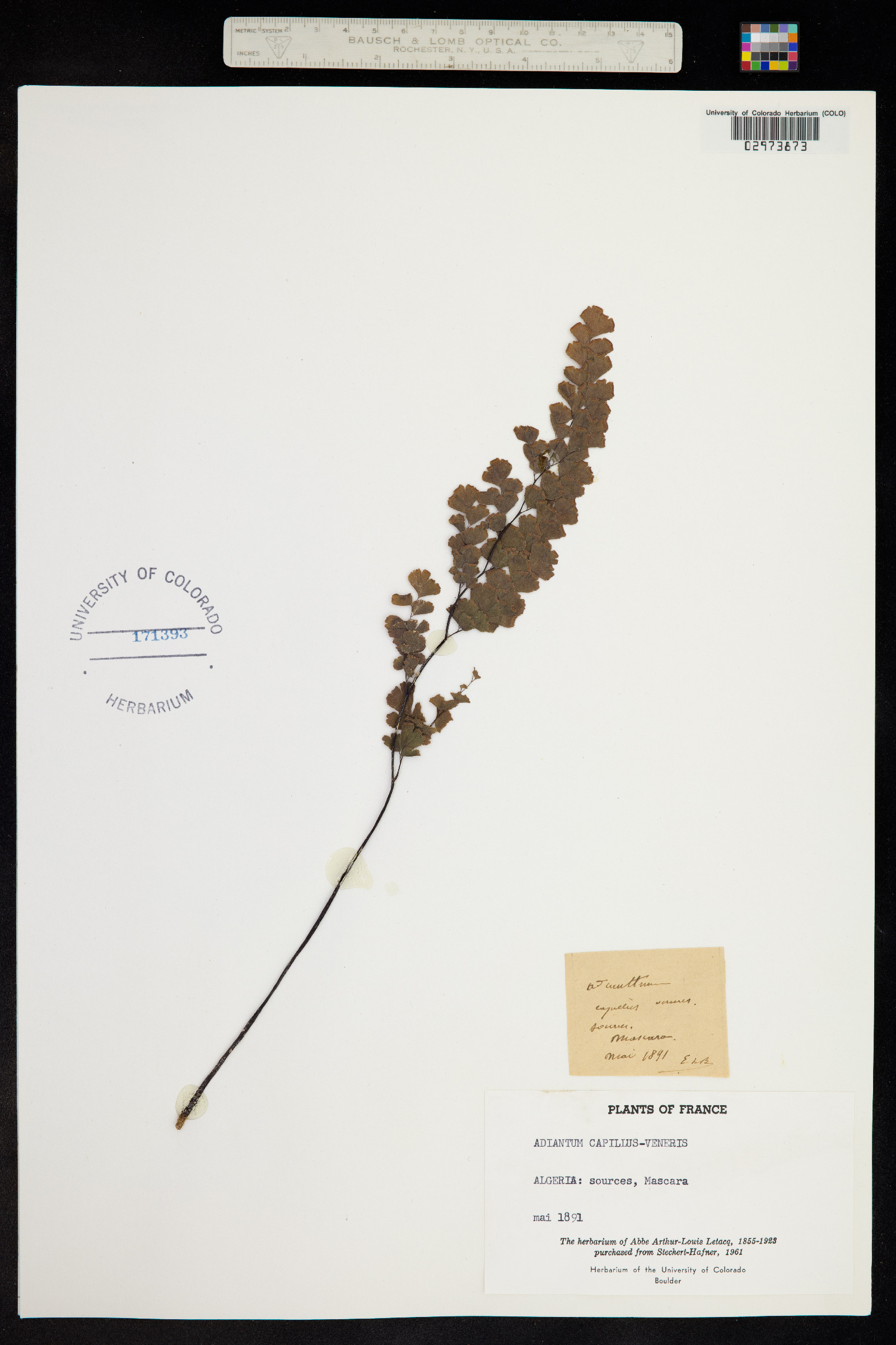 Adiantum capillus-veneris image