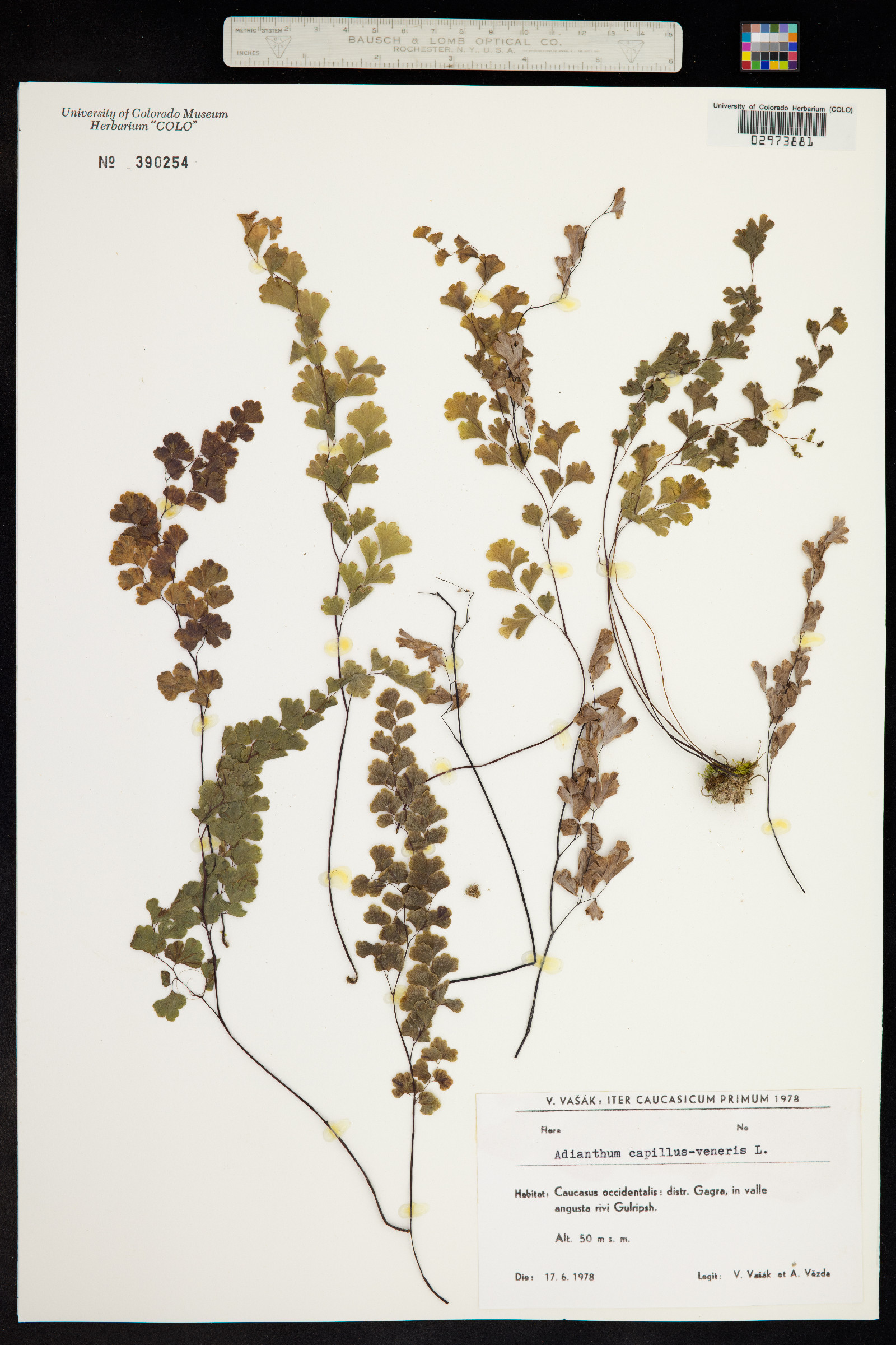 Adiantum capillus-veneris image