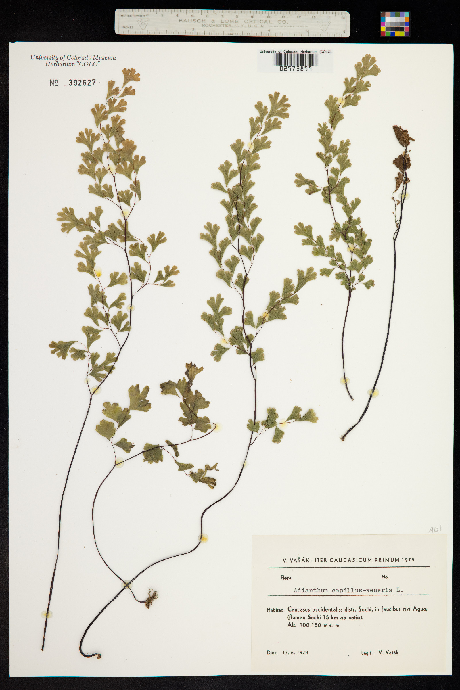 Adiantum capillus-veneris image