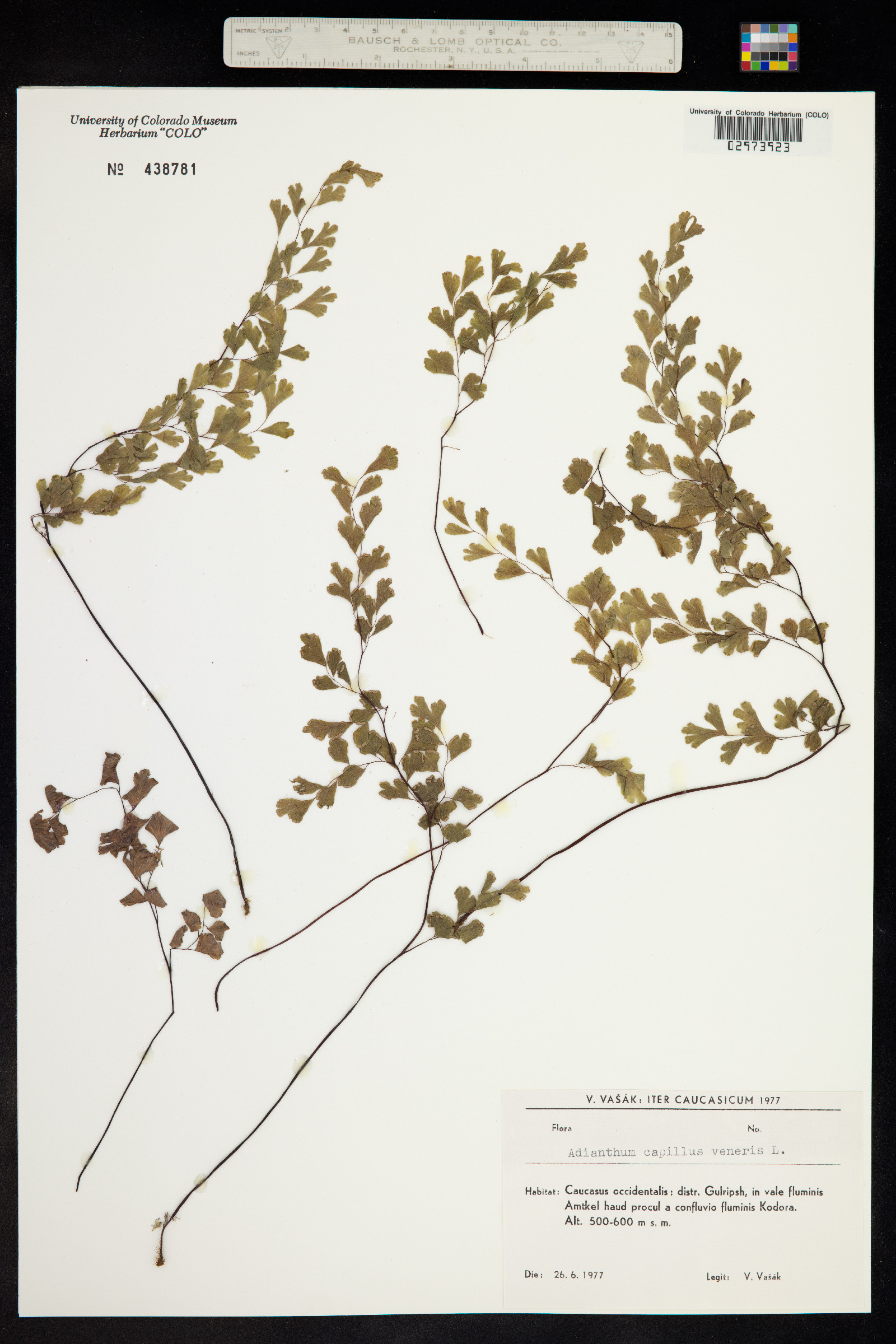 Adiantum capillus-veneris image