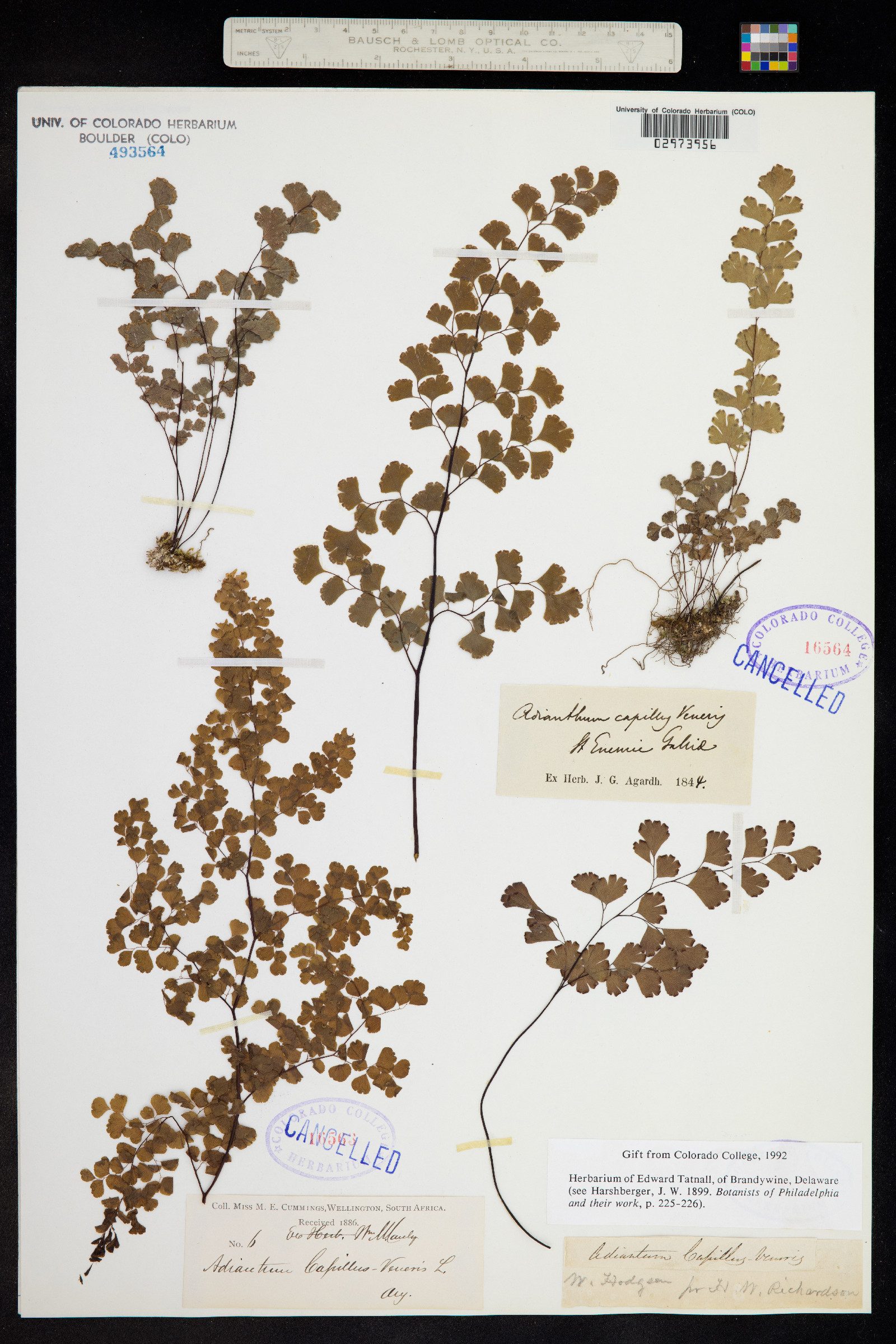 Adiantum capillus-veneris image