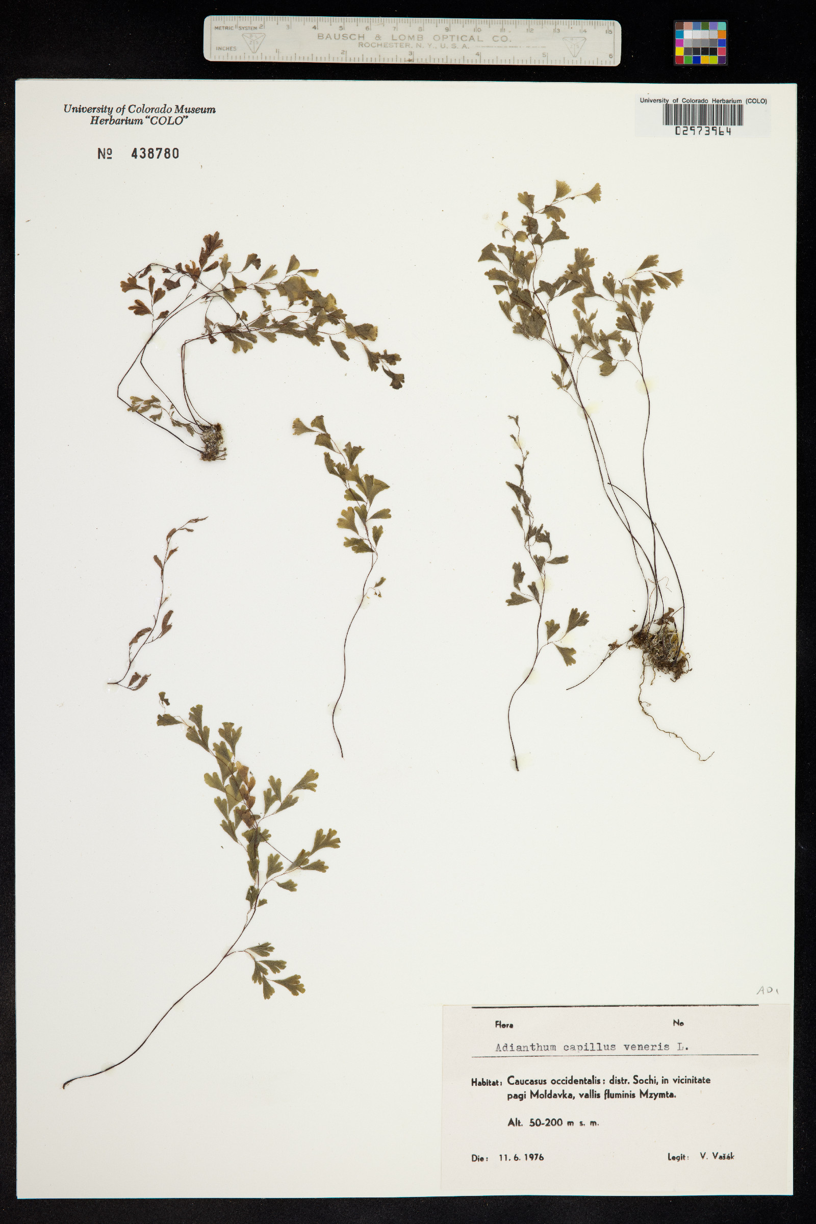Adiantum capillus-veneris image