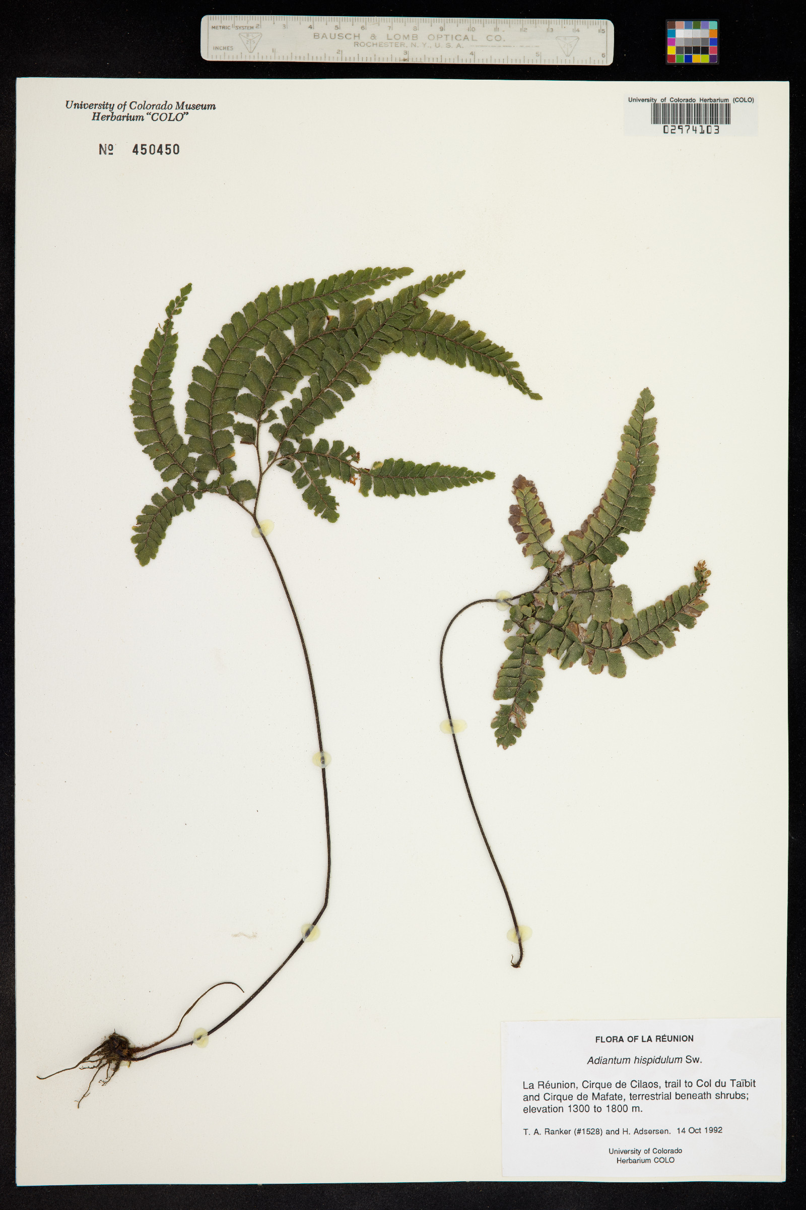 Adiantum hispidulum image