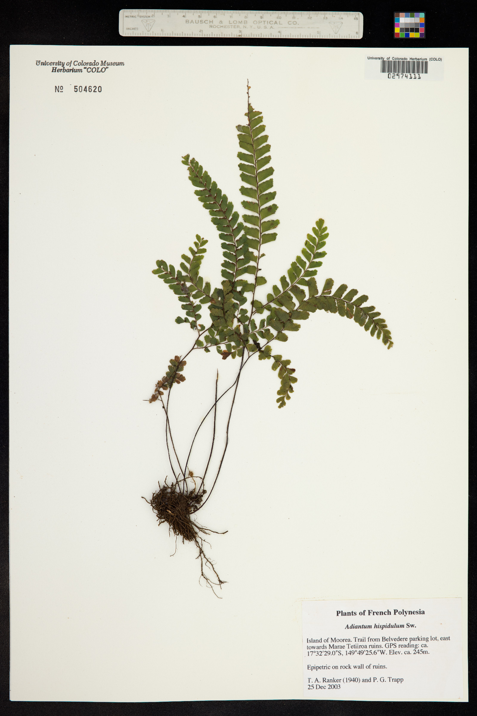 Adiantum hispidulum image